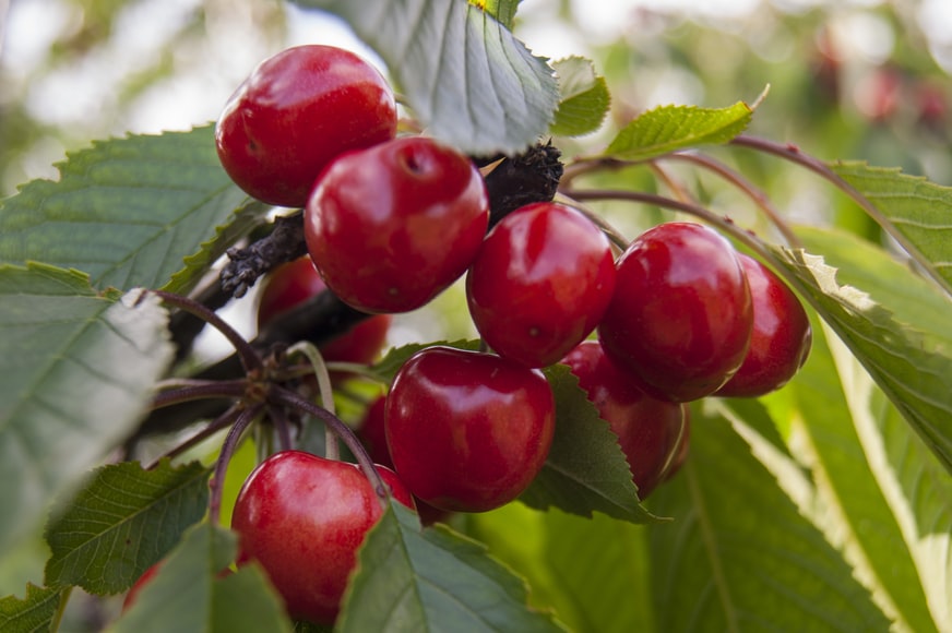 Narkanda Apple Orchard