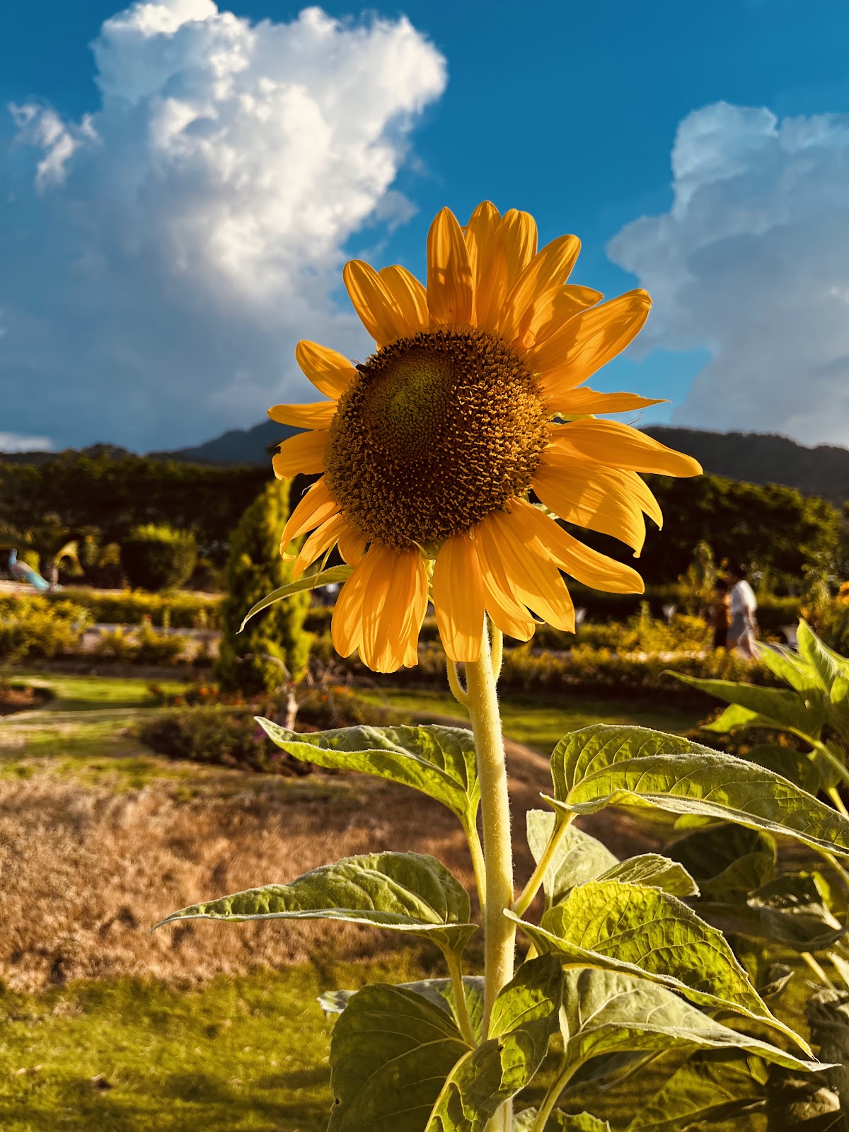 Valley of Flowers Garden