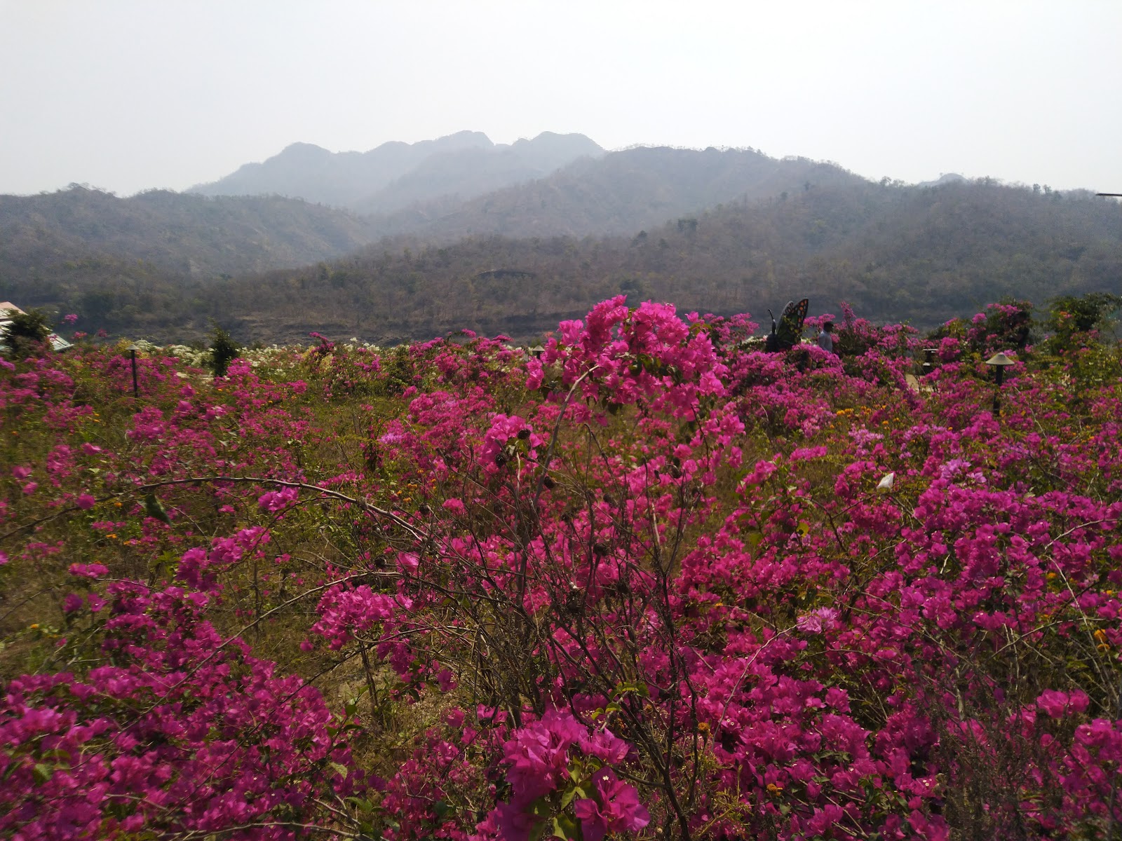 Valley of Flowers Garden