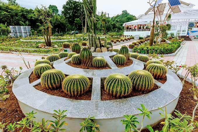 Cactus Garden