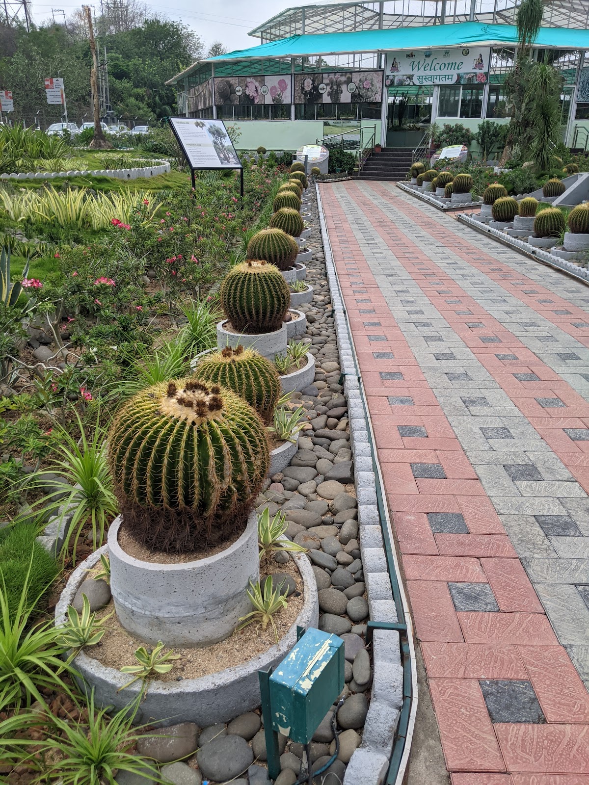 Cactus Garden