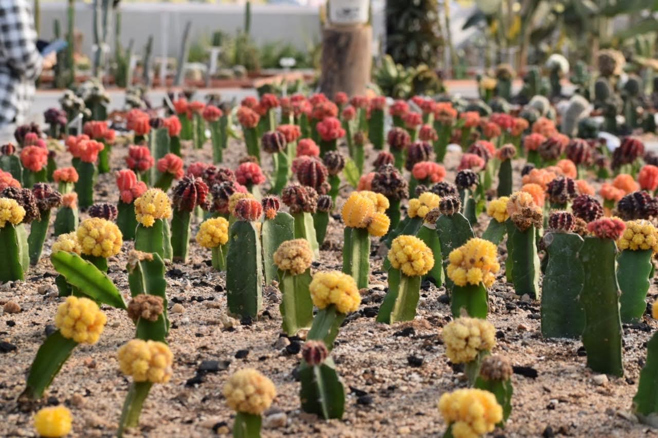 Cactus Garden