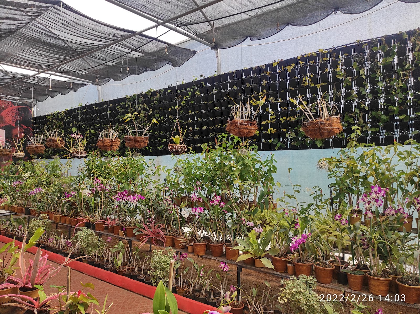 Ekta Nursery and Greenhouse
