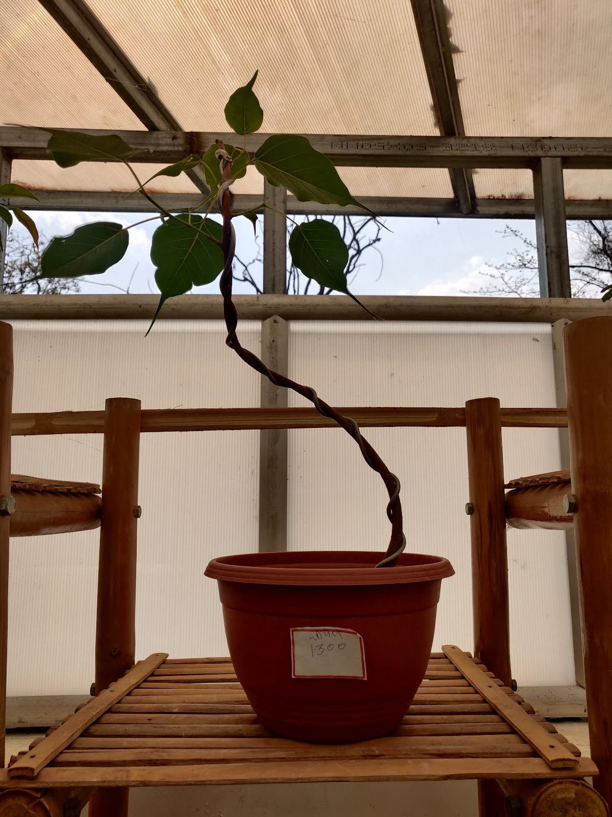 Ekta Nursery and Greenhouse