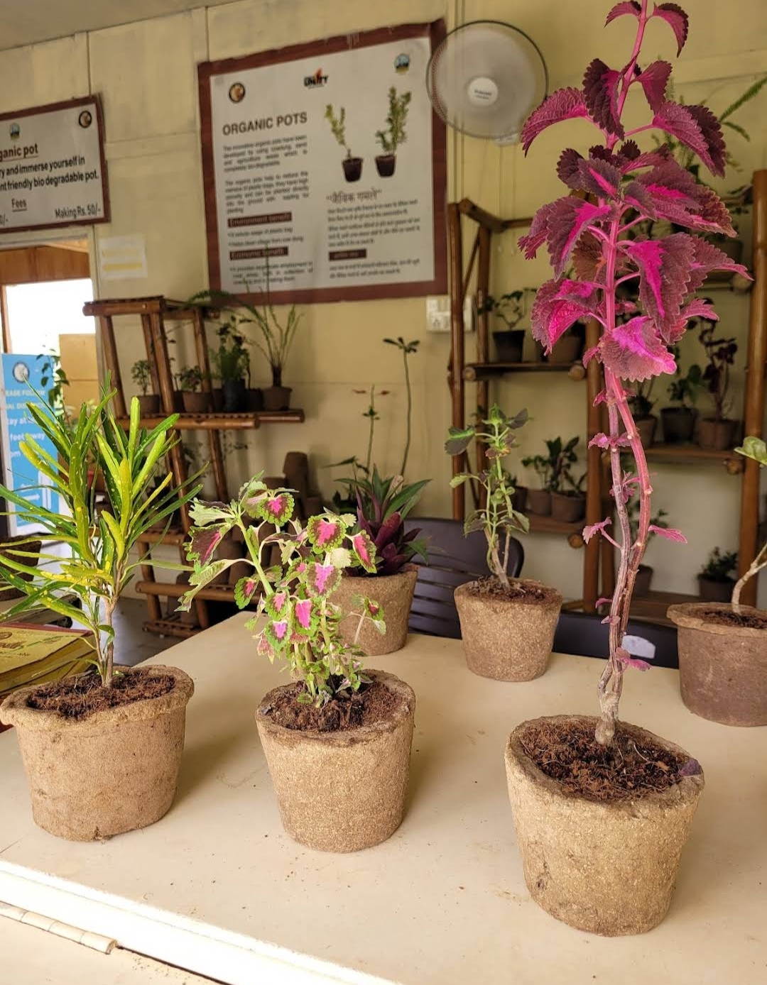 Ekta Nursery and Greenhouse