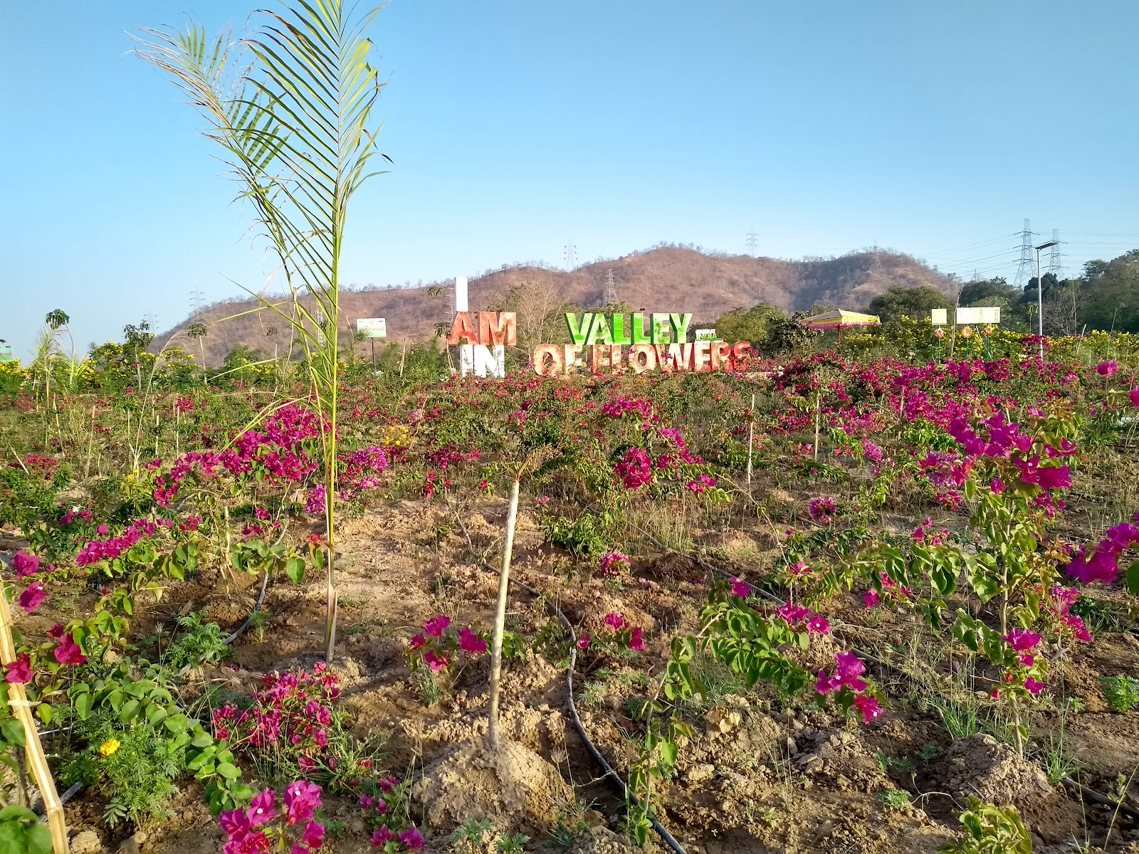 Valley of Flowers Kevadia