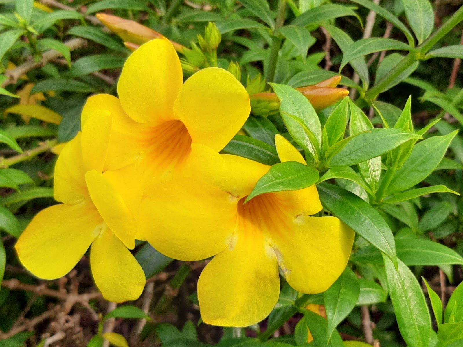 Margao Municipal Garden