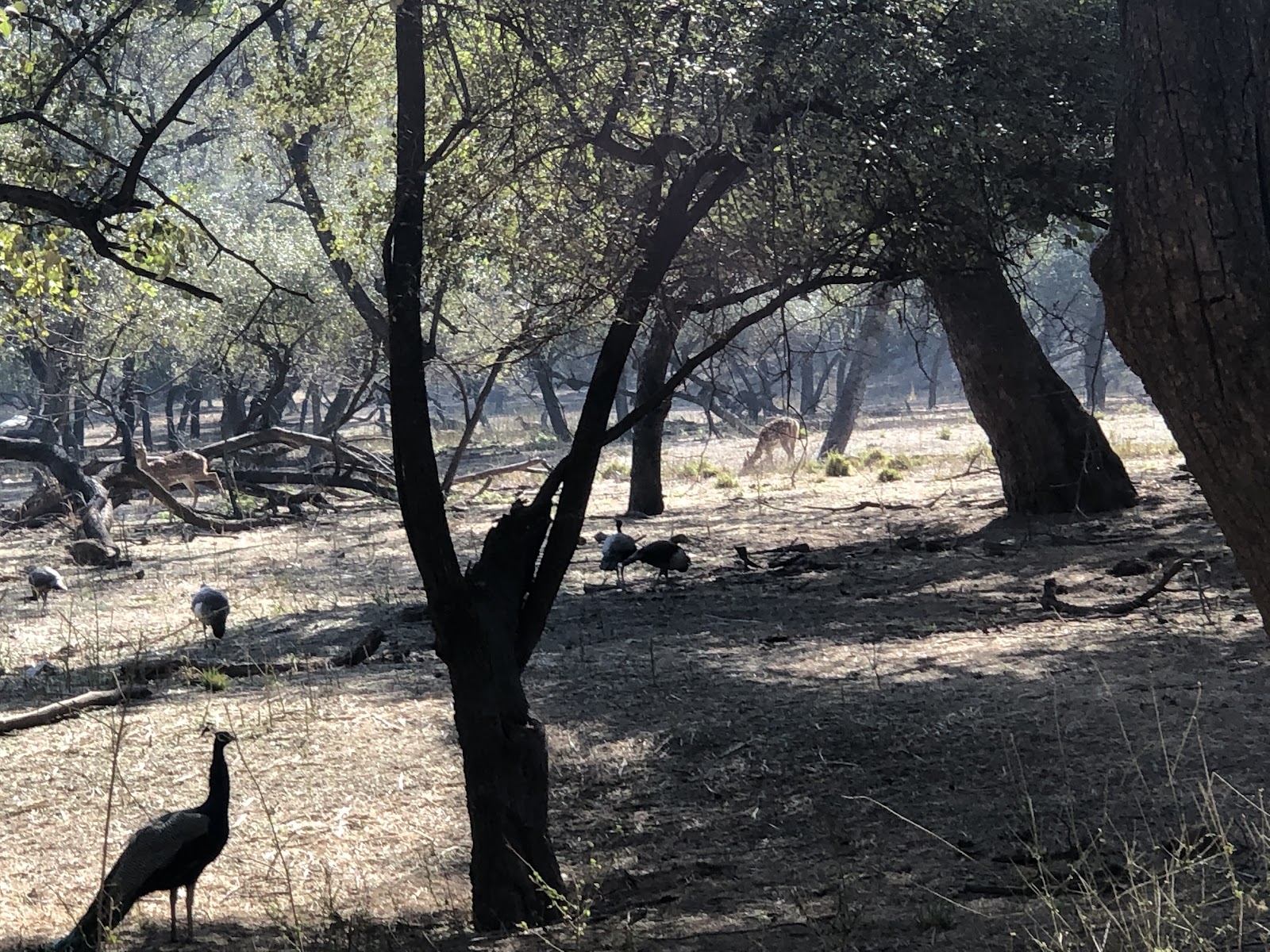 Sariska National Park