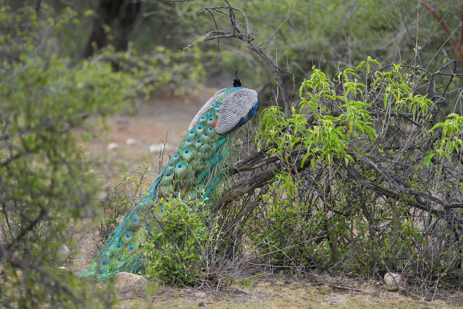 Sariska National Park