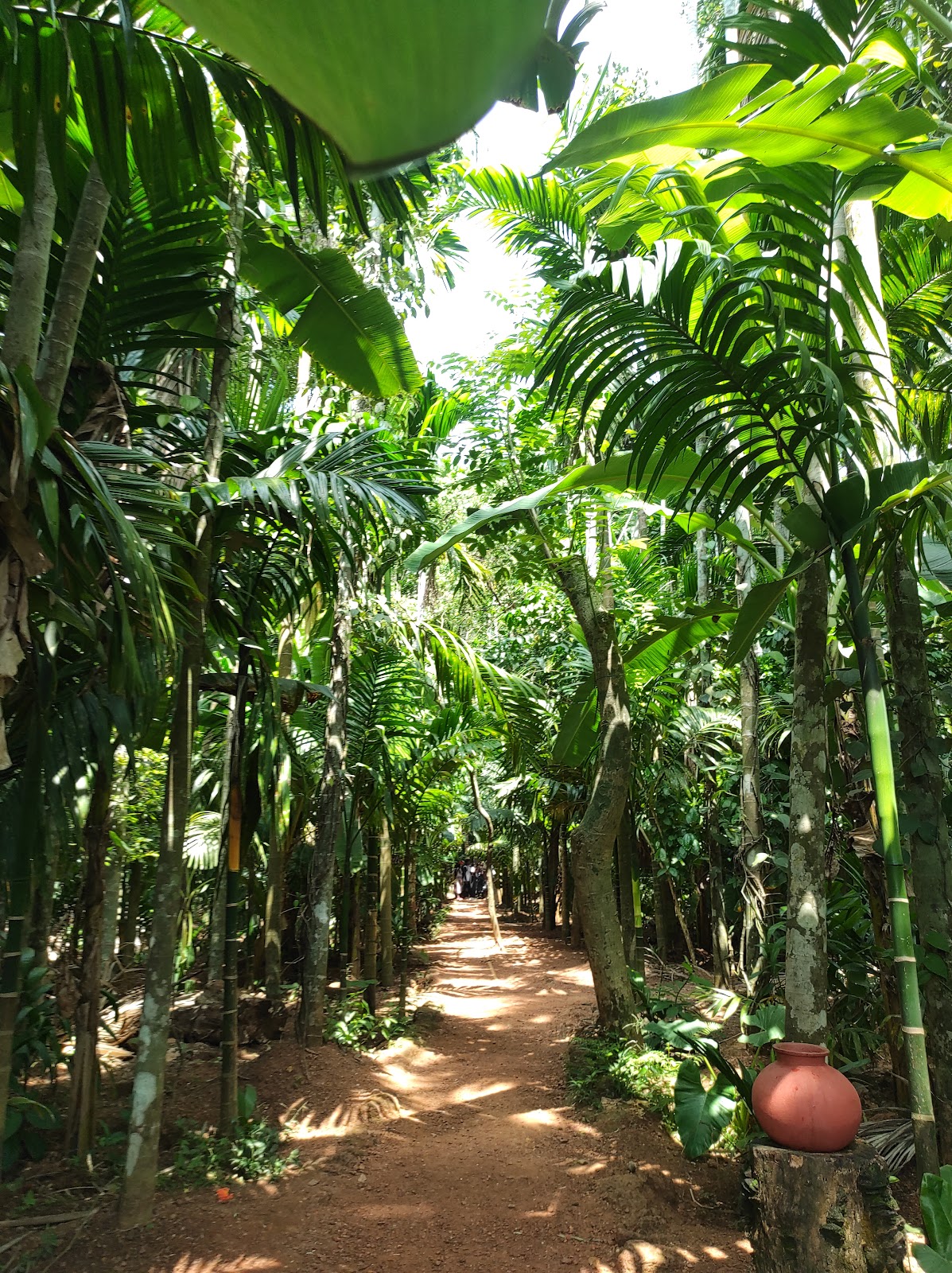 Tropical Spice Plantation