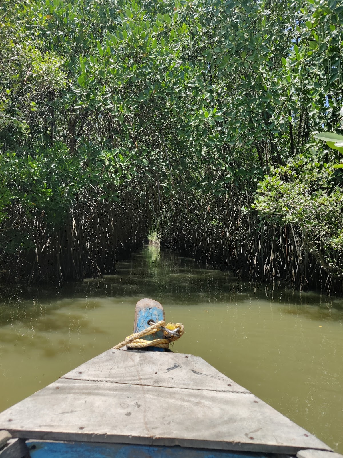 Pichavaram Mangrove Forest