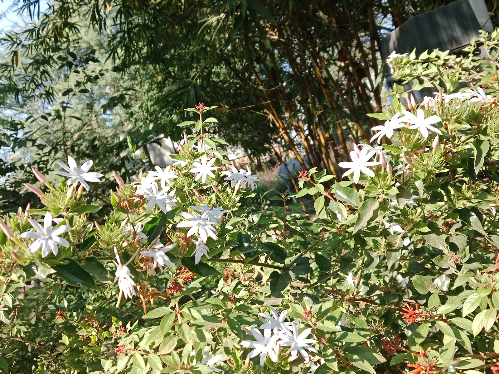 Riverfront Walk Niphad