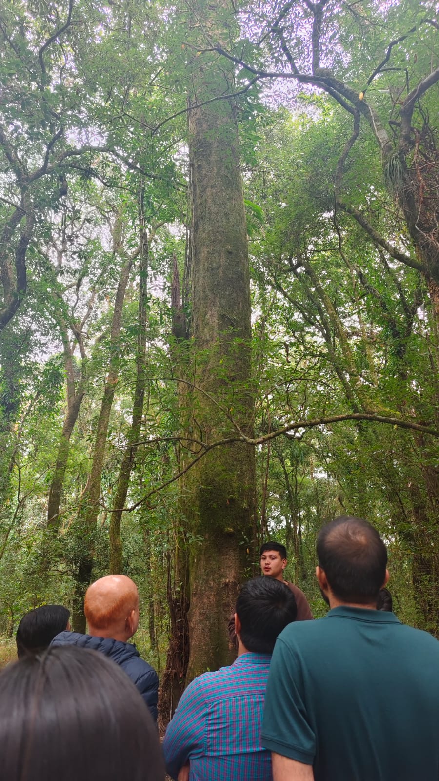 Mawphlang Sacred Forest