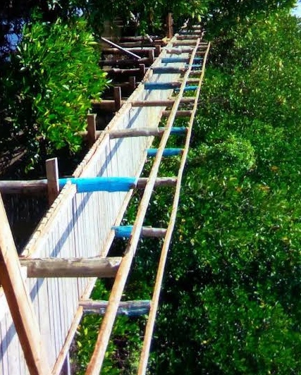 Mangrove Trails