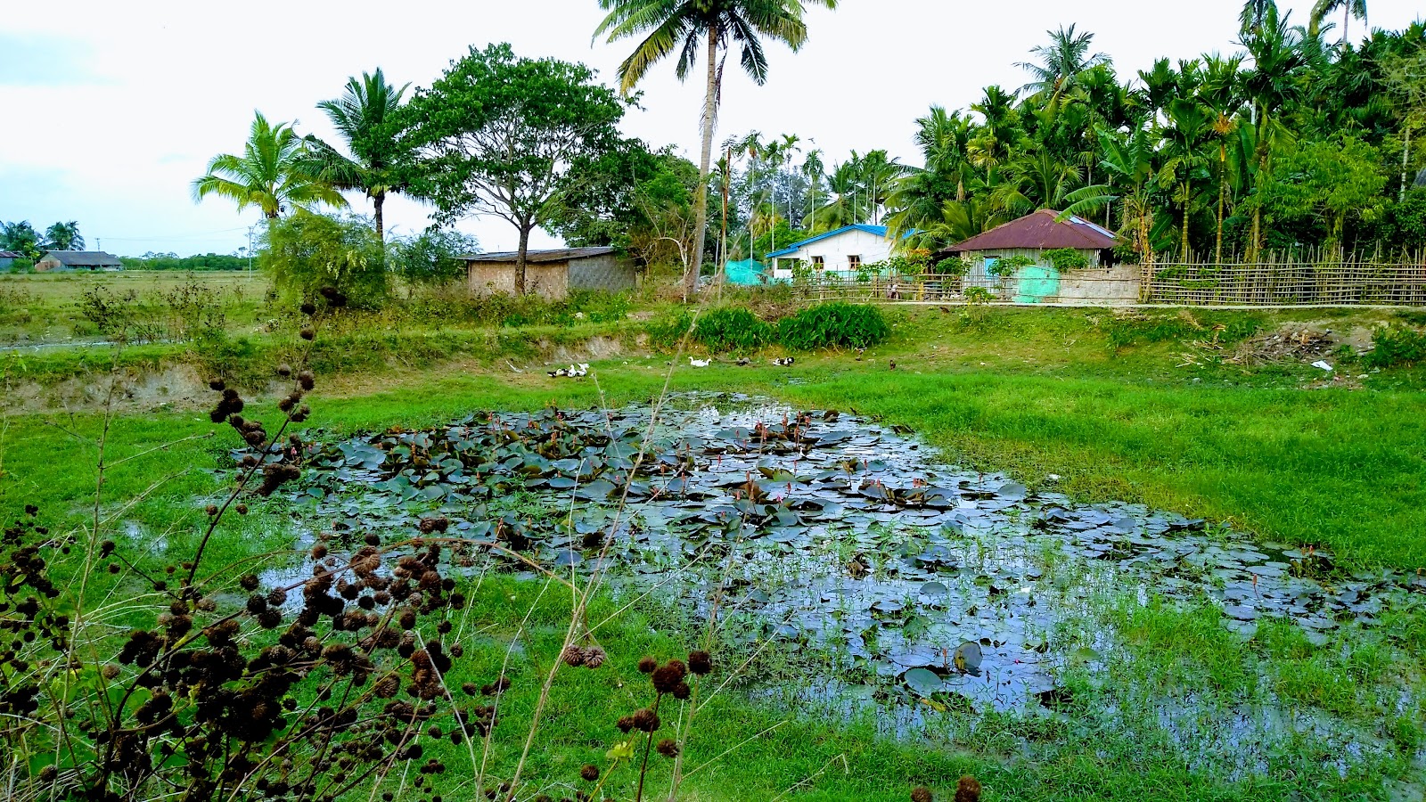 Mayabunder Mangroves