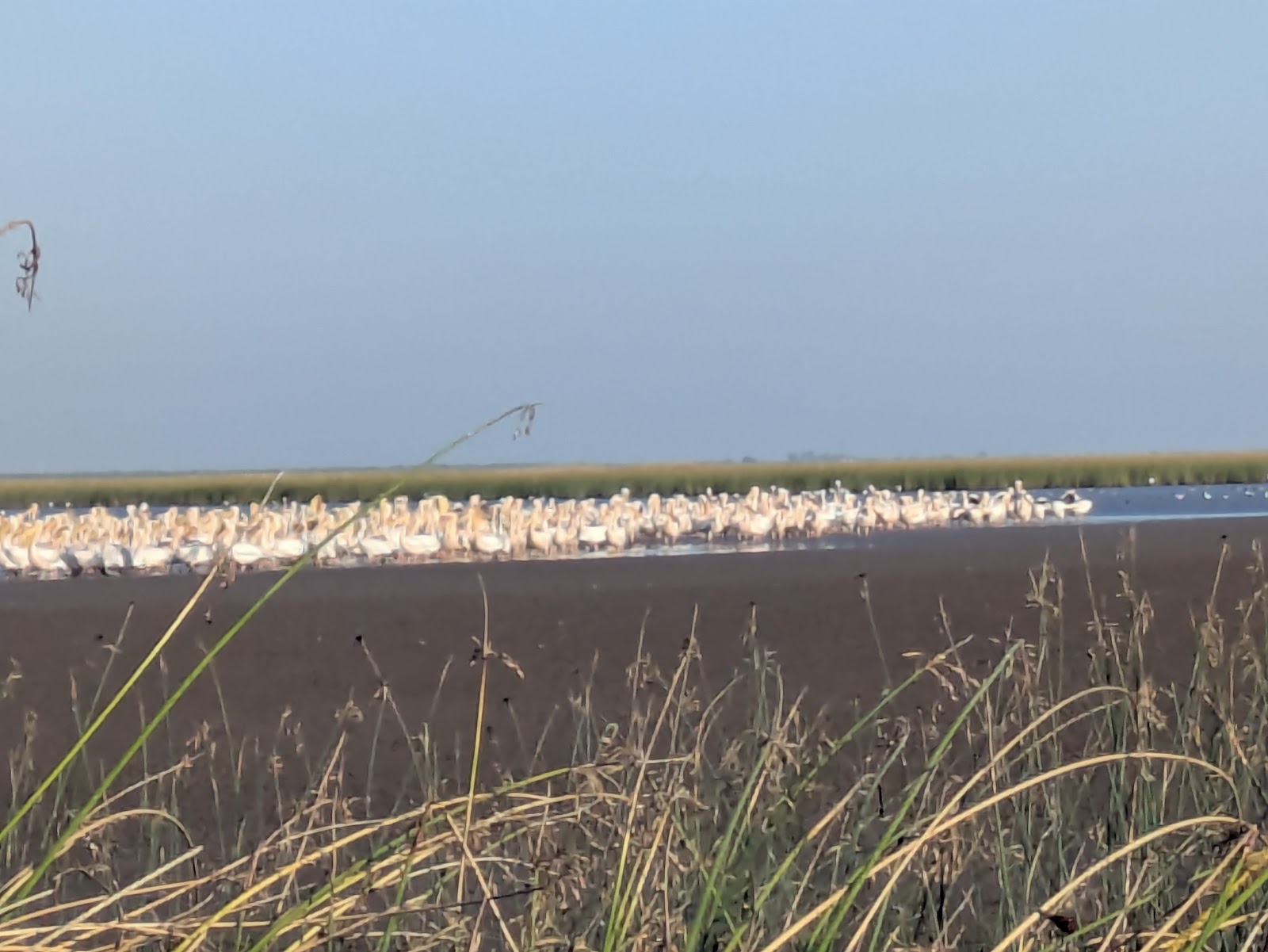 Mokarsagar Wetland Conservation Committee