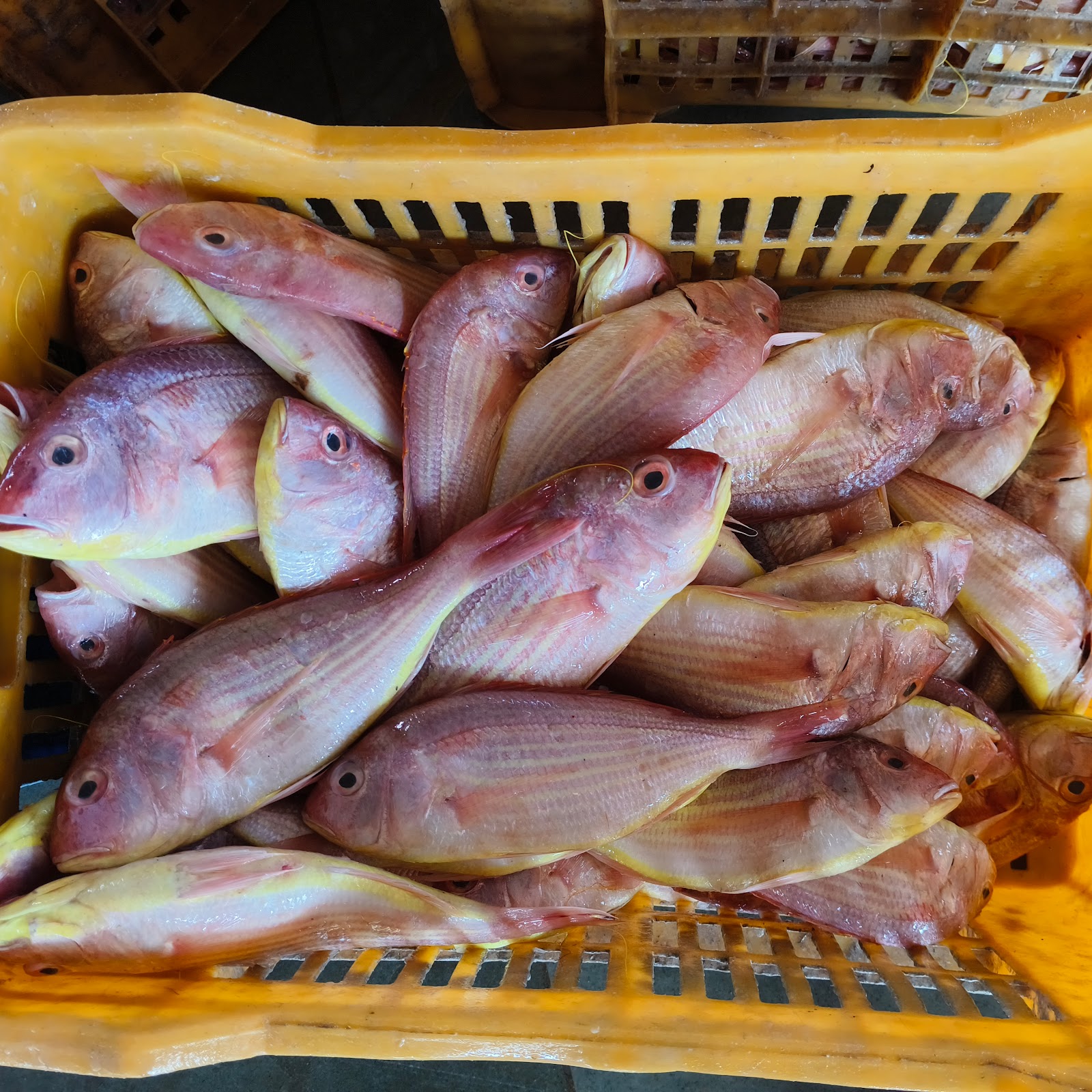 Local Fish Market Okha