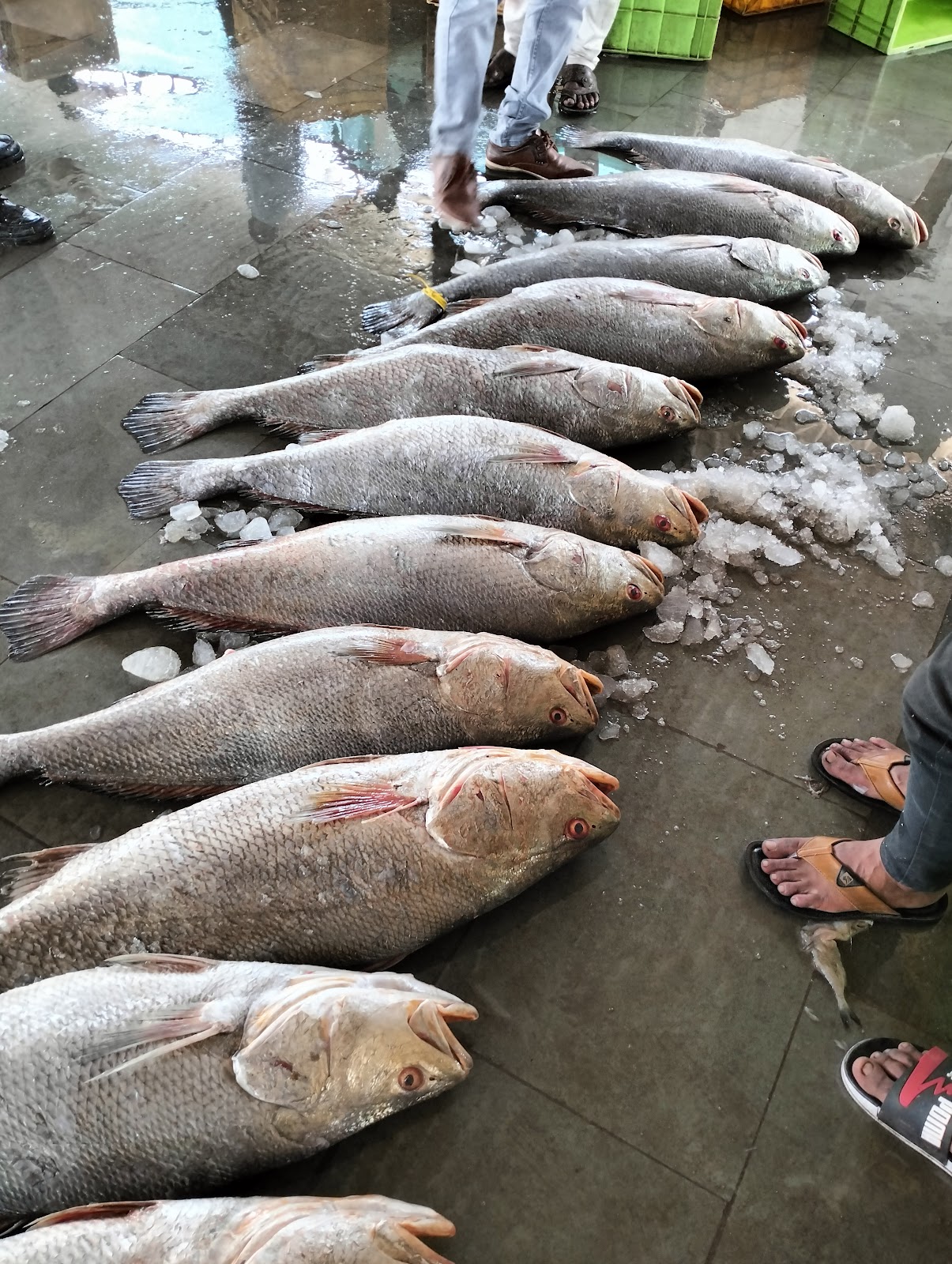 Local Fish Market Okha
