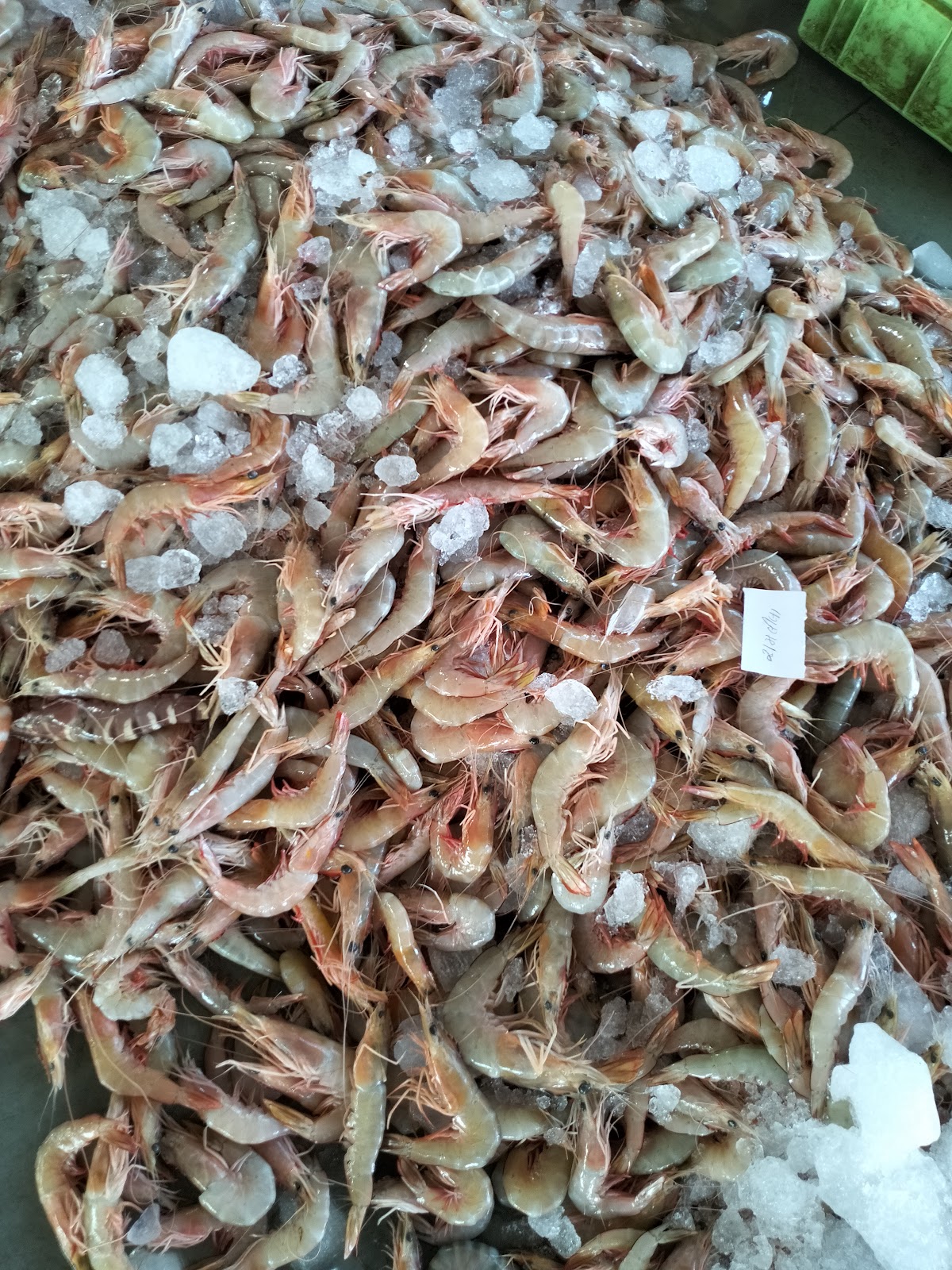 Local Fish Market Okha