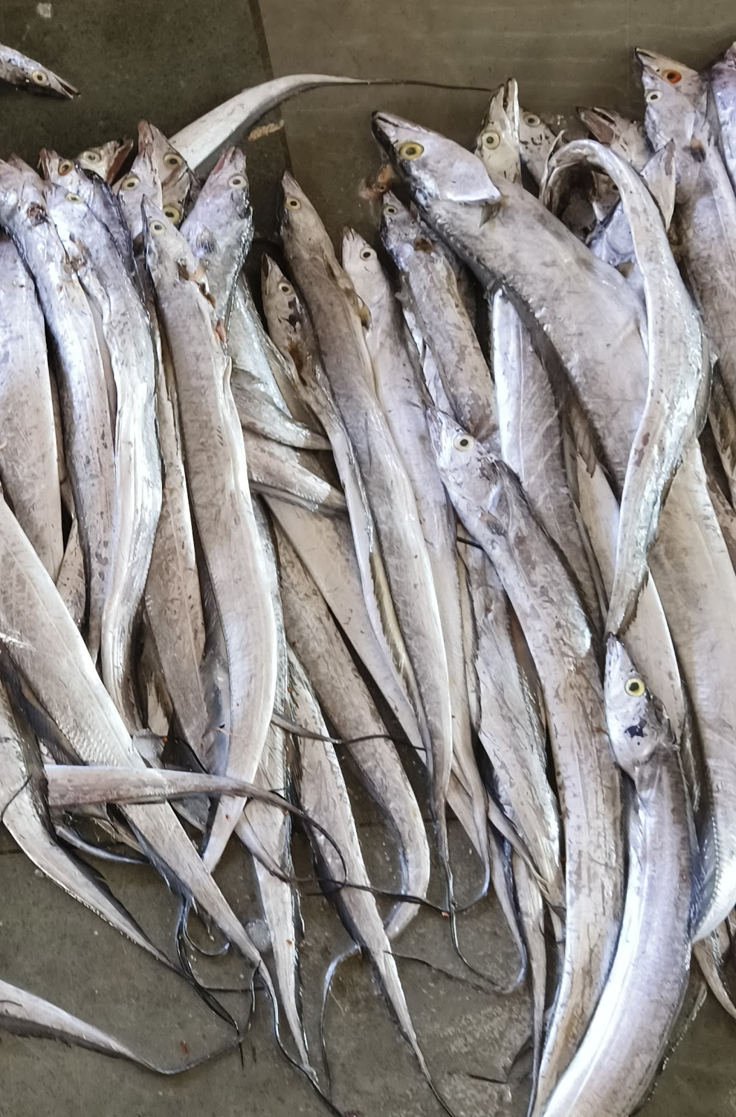 Local Fish Market Okha