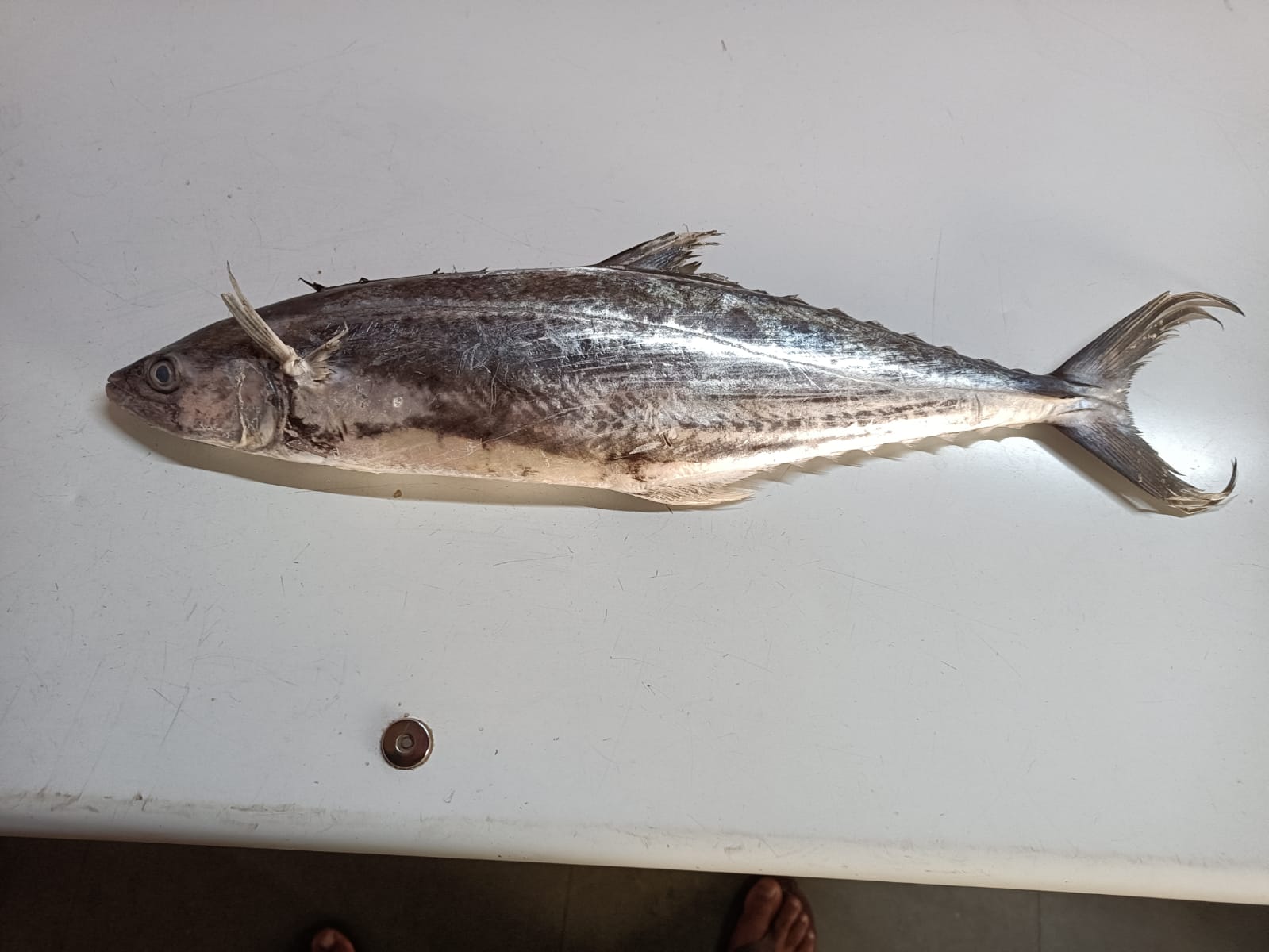 Local Fish Market Okha