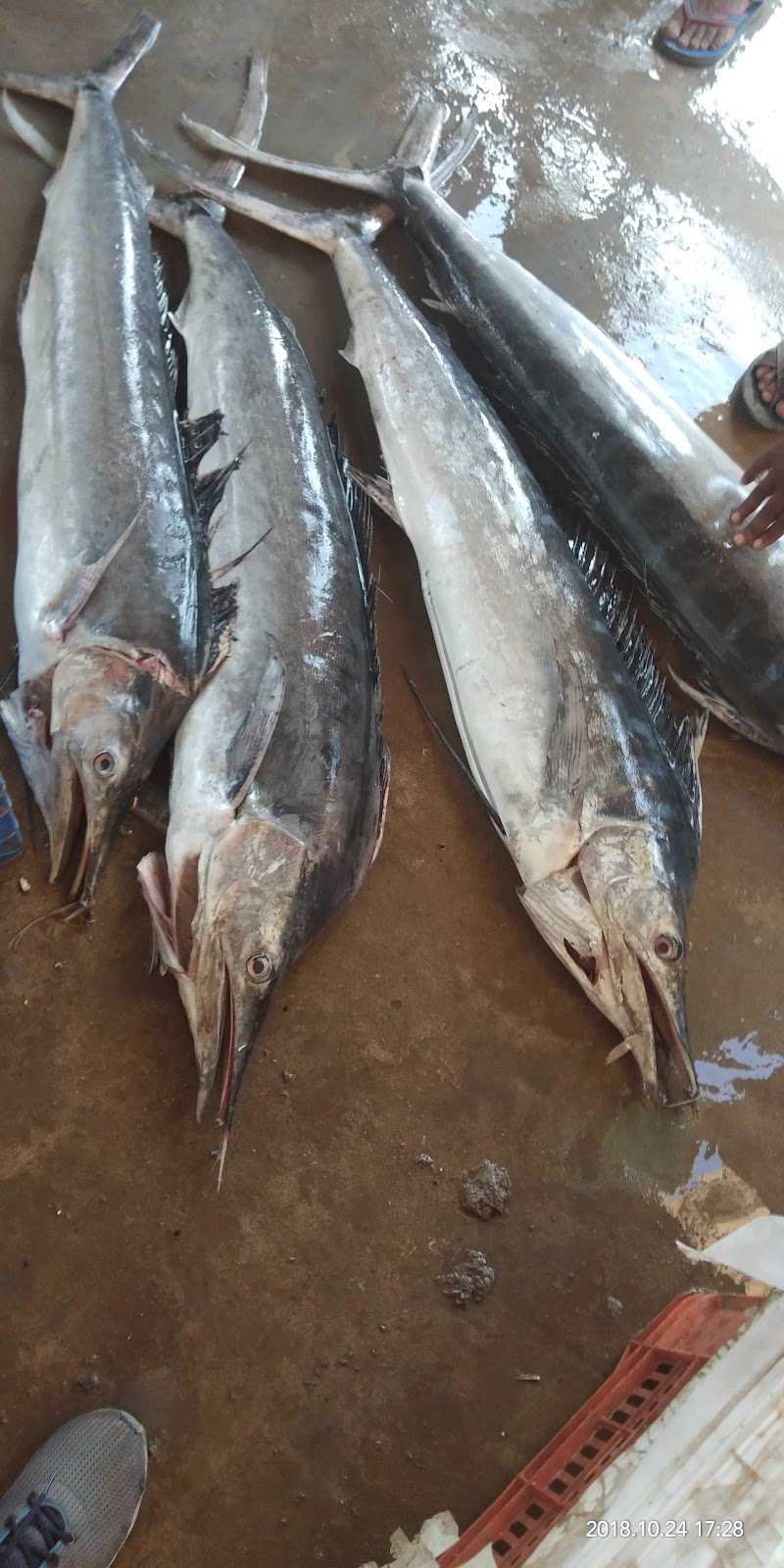 Tidal Flats and Birding Patches