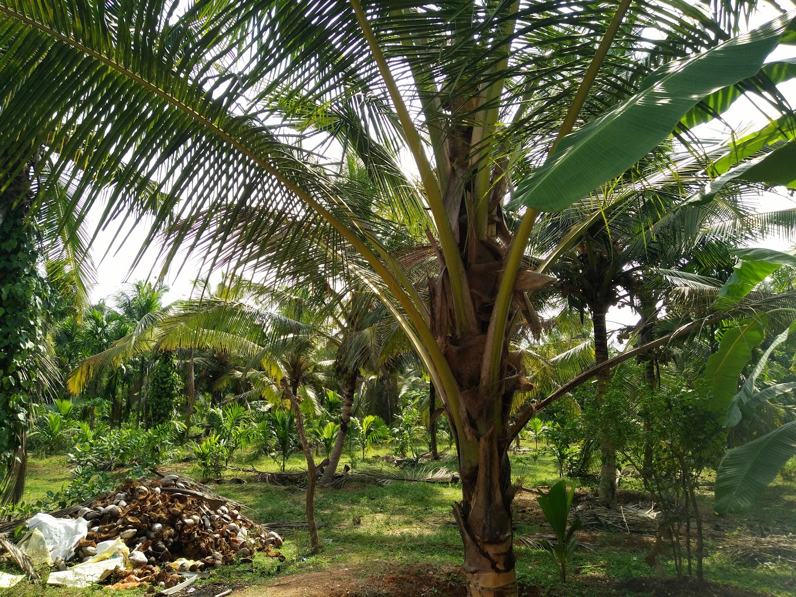 Olpad Mangrove Wetlands
