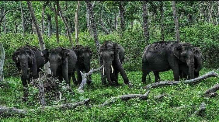 Nilgiris Biosphere Reserve