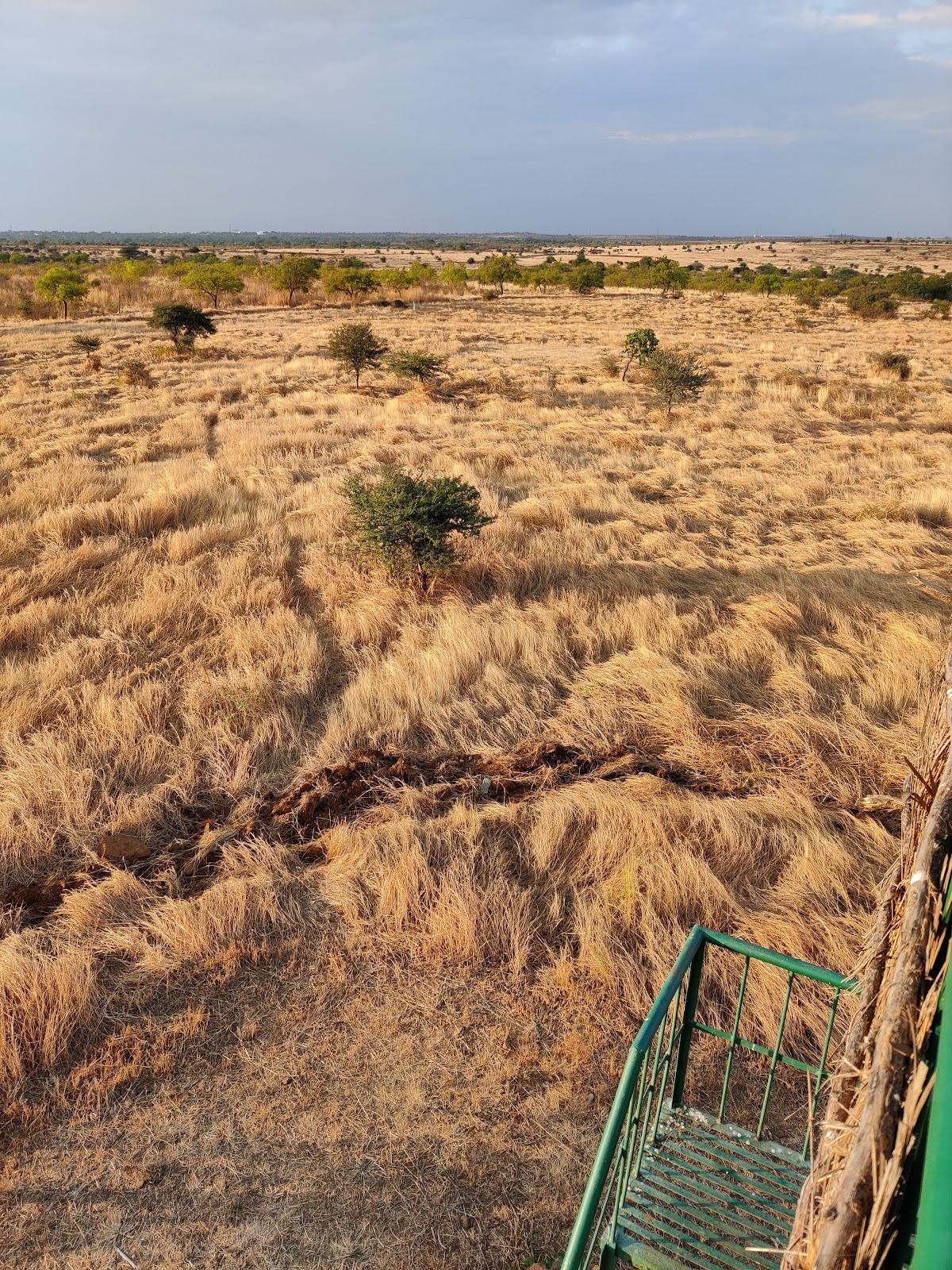 Great Indian Bustard Sanctuary
