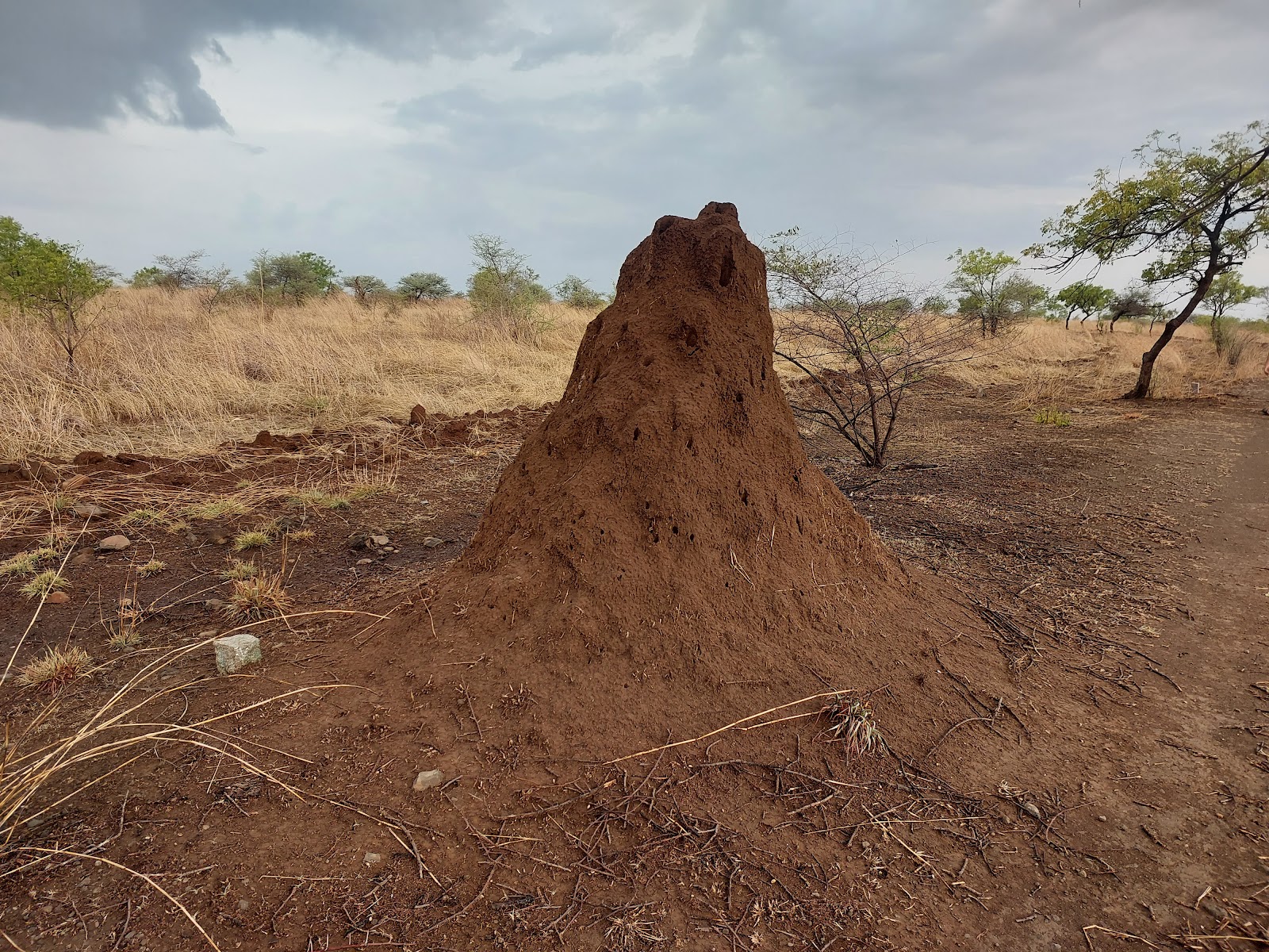 Nannaj Great Indian Bustard Sanctuary