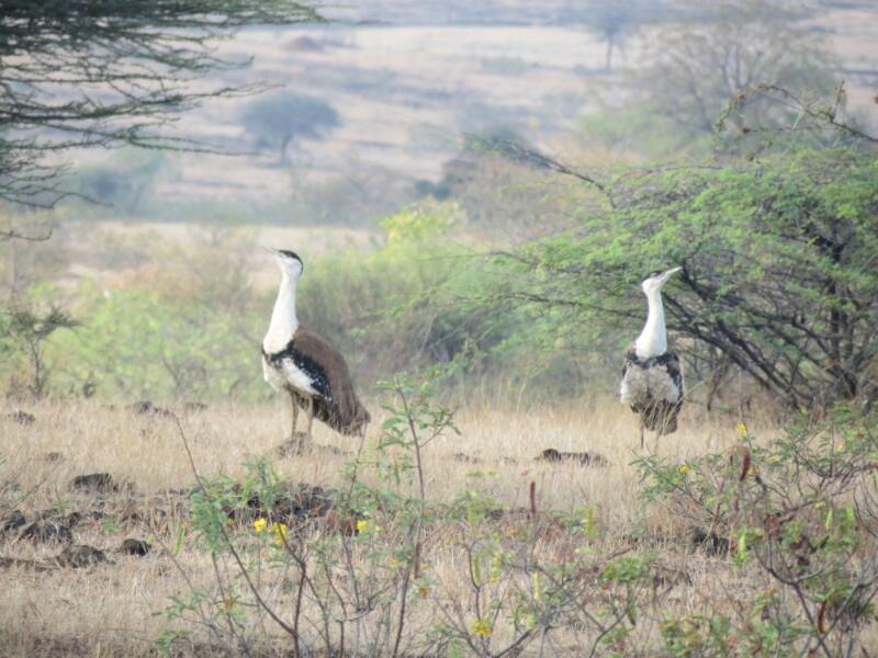 Nannaj Great Indian Bustard Sanctuary