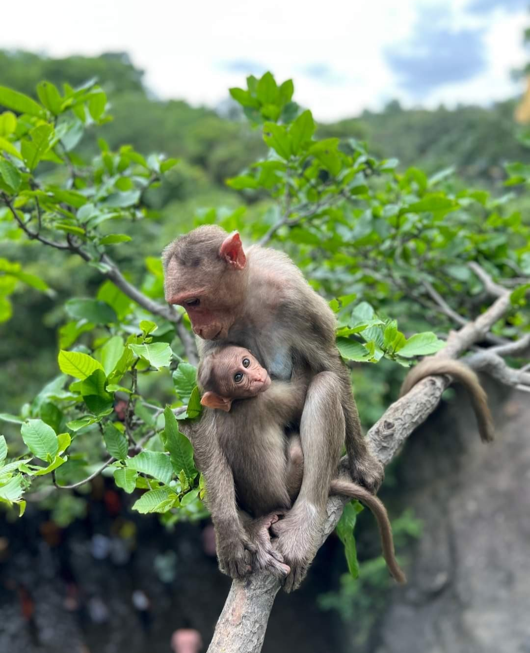 Yedshi Ramling Wildlife Sanctuary
