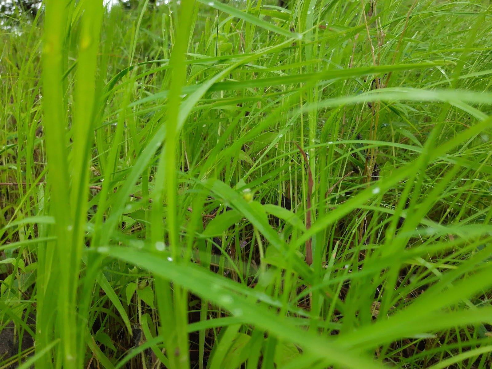 Yedshi Ramling Wildlife Sanctuary