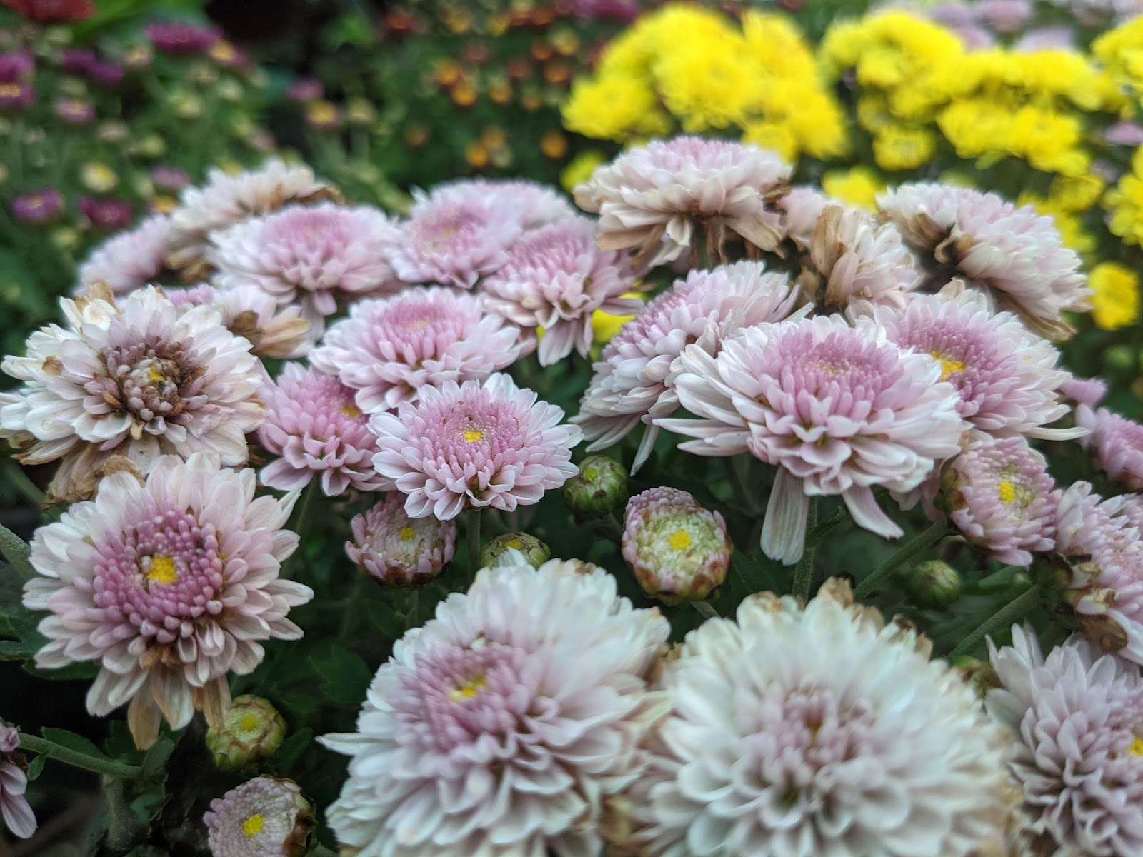 Rubber Plantation Tour