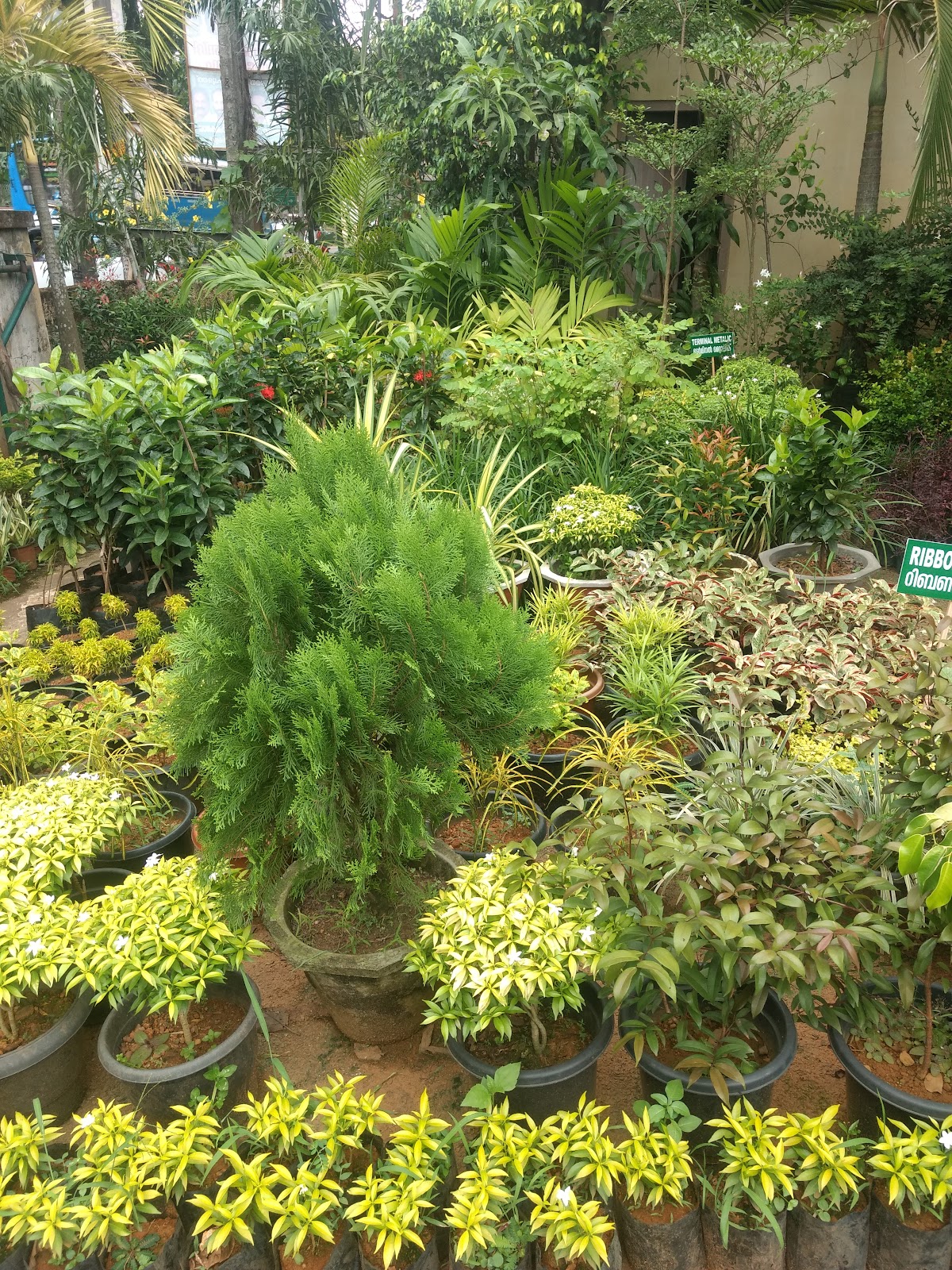 Rubber Plantation Tour