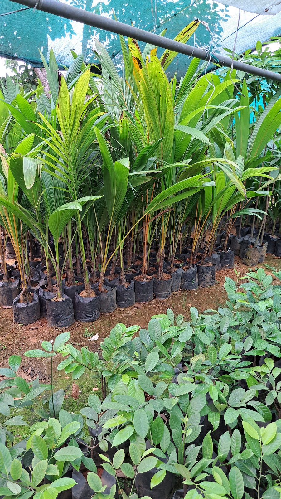 Rubber Plantation Tour