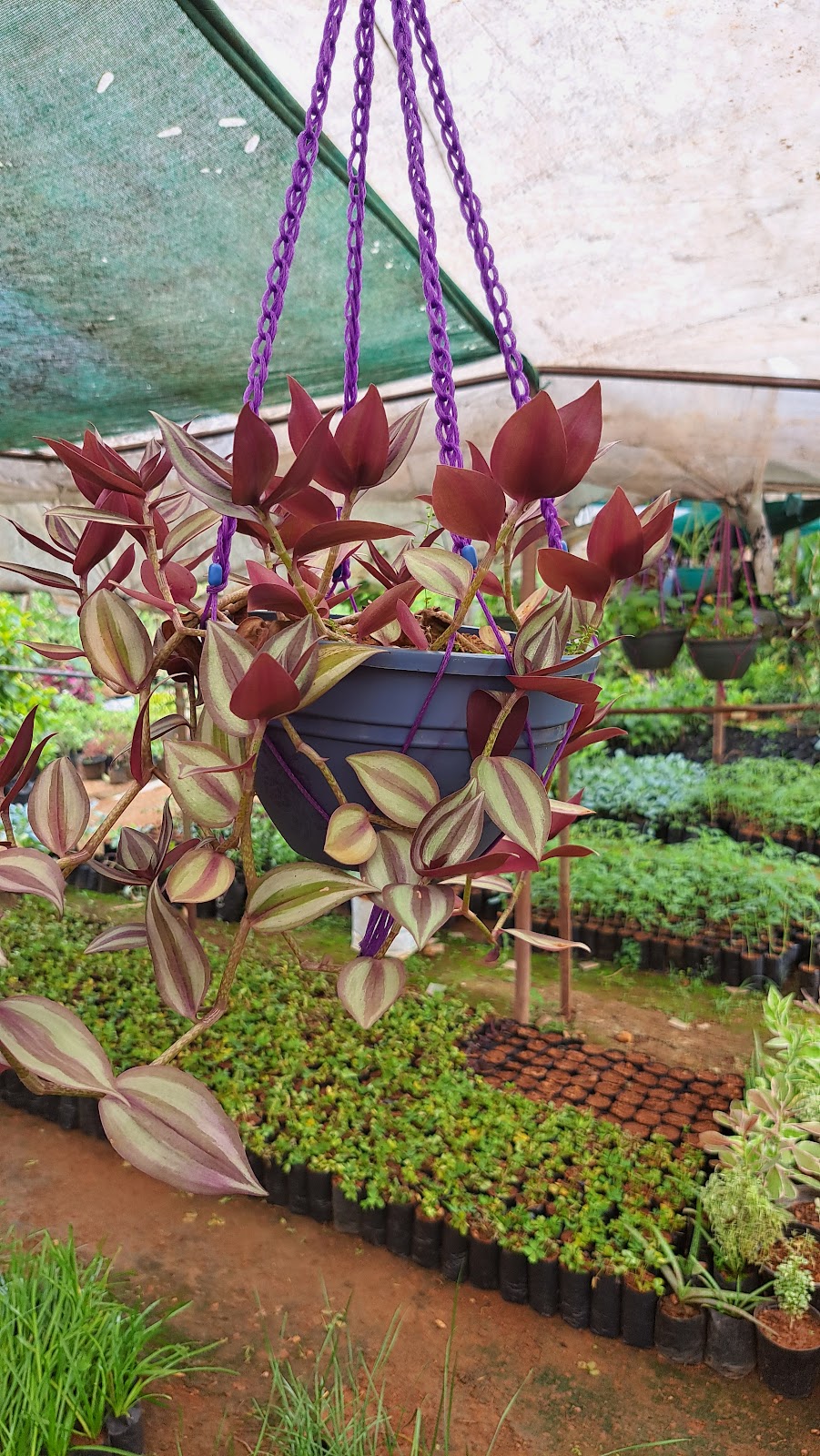 Rubber Plantation Tour