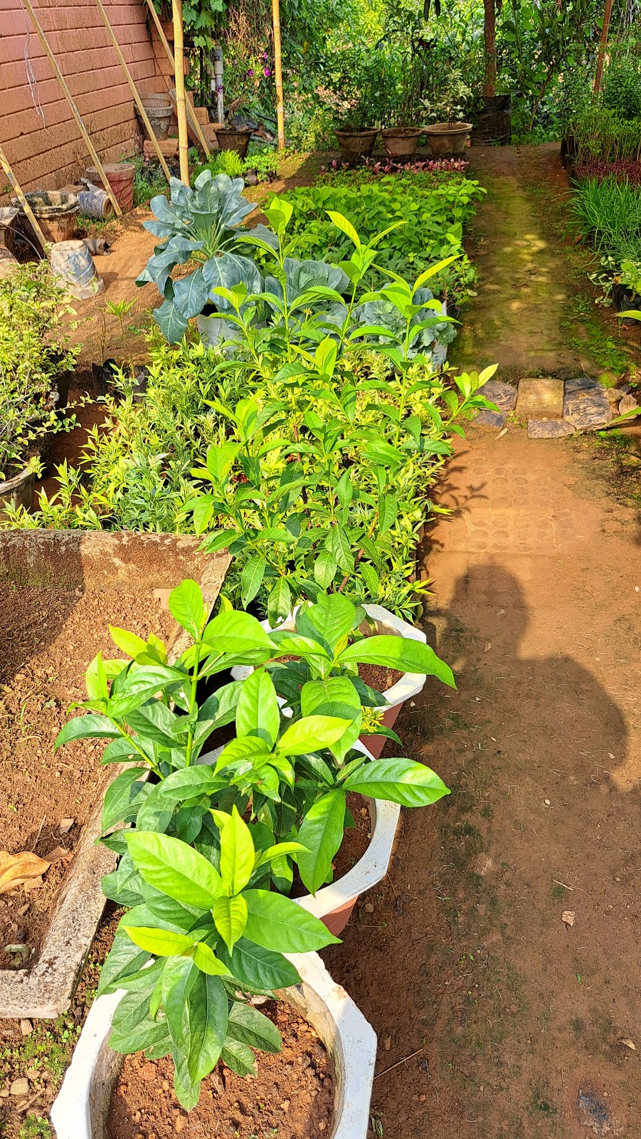 Rubber Plantation Tour