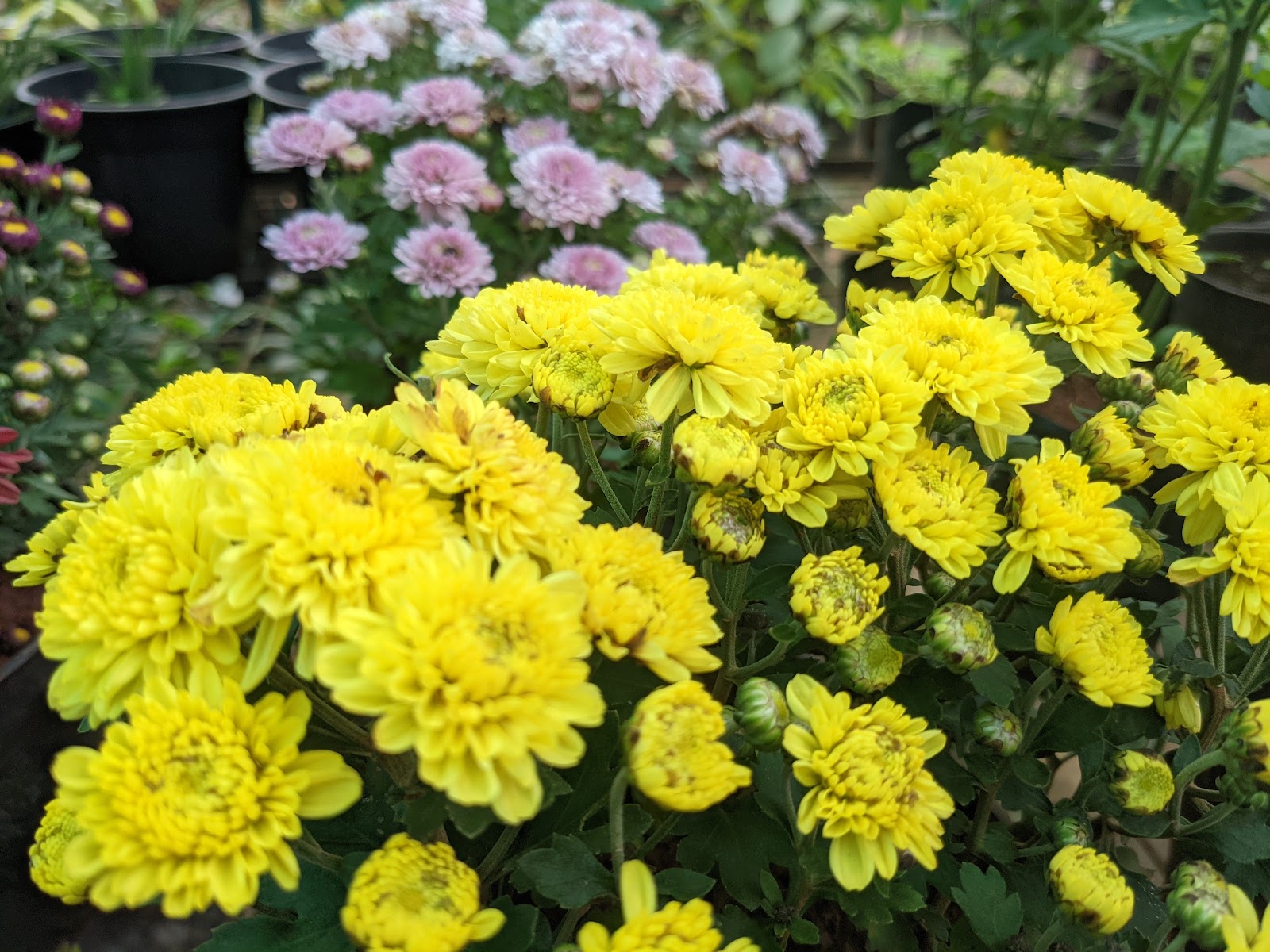 Rubber Plantation Tour