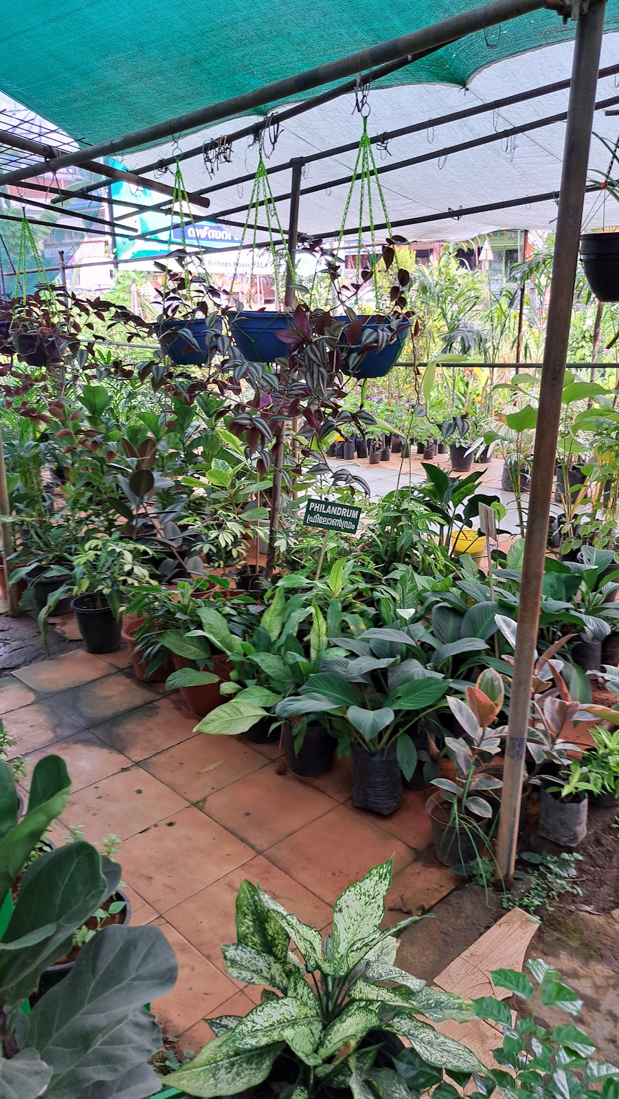 Rubber Plantation Tour