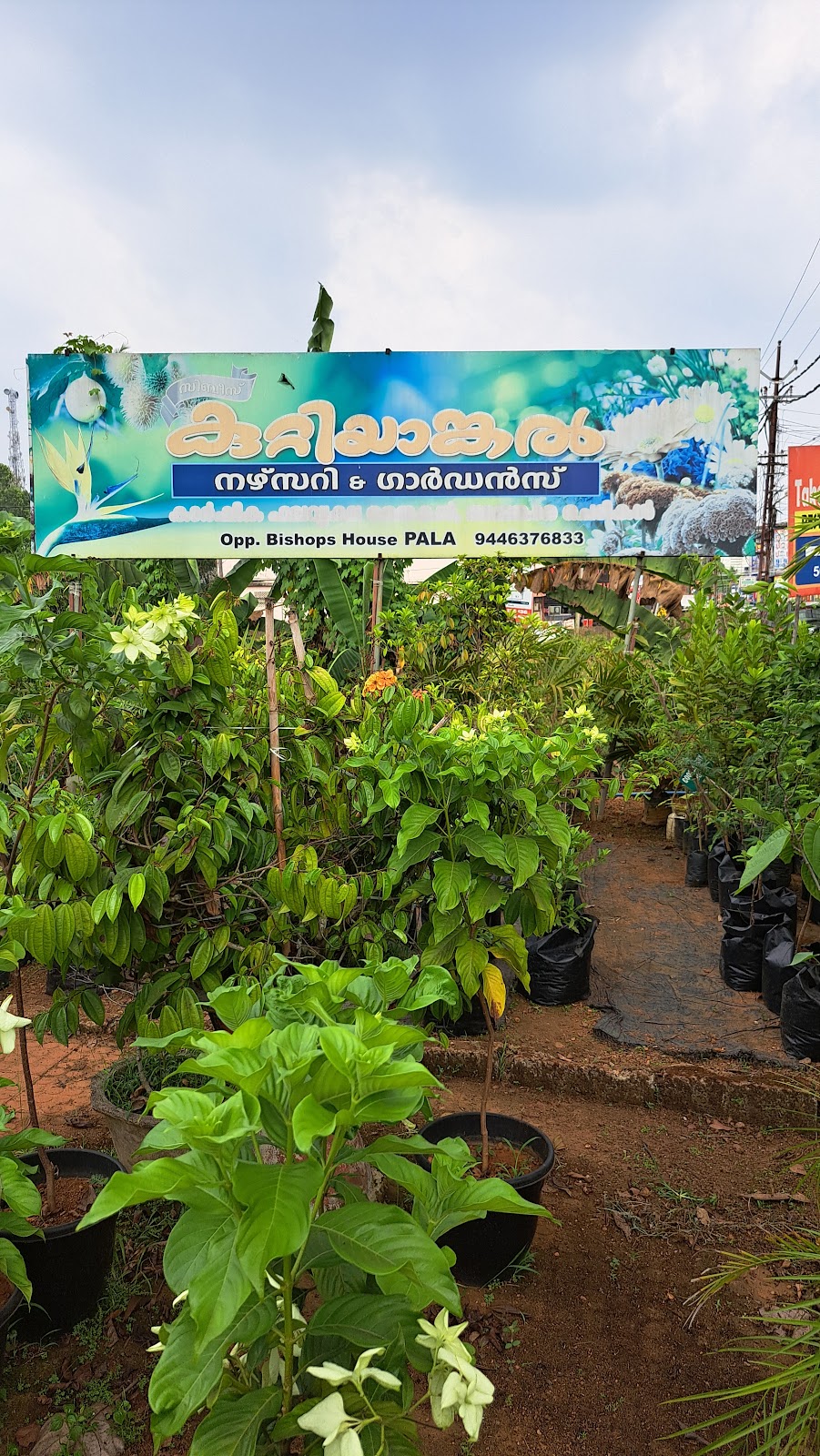 Rubber Plantation Tour