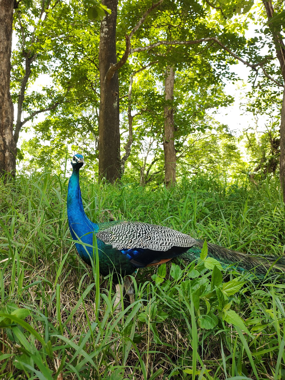 Parambikulam Tiger Reserve