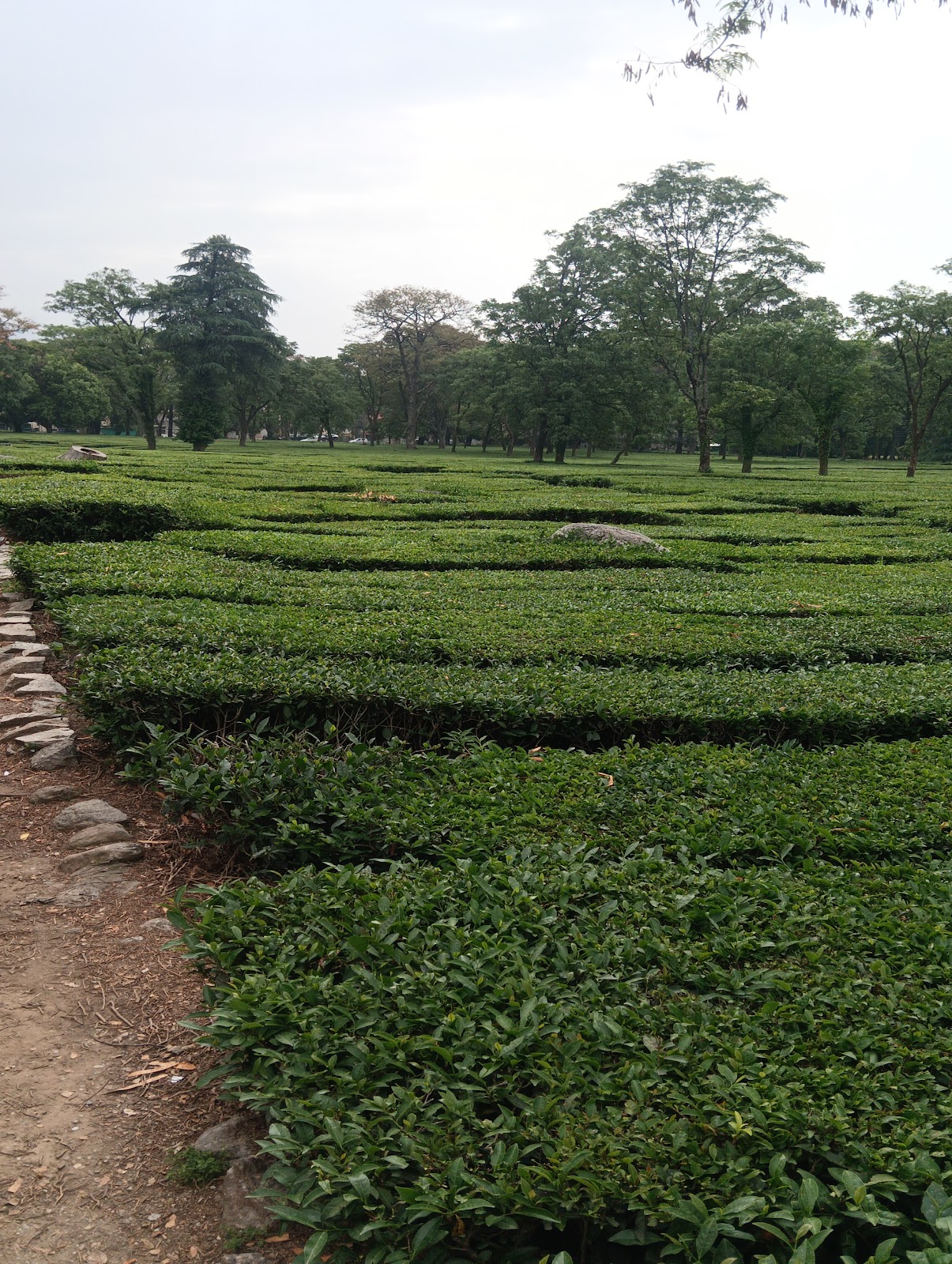 Palampur Tea Gardens