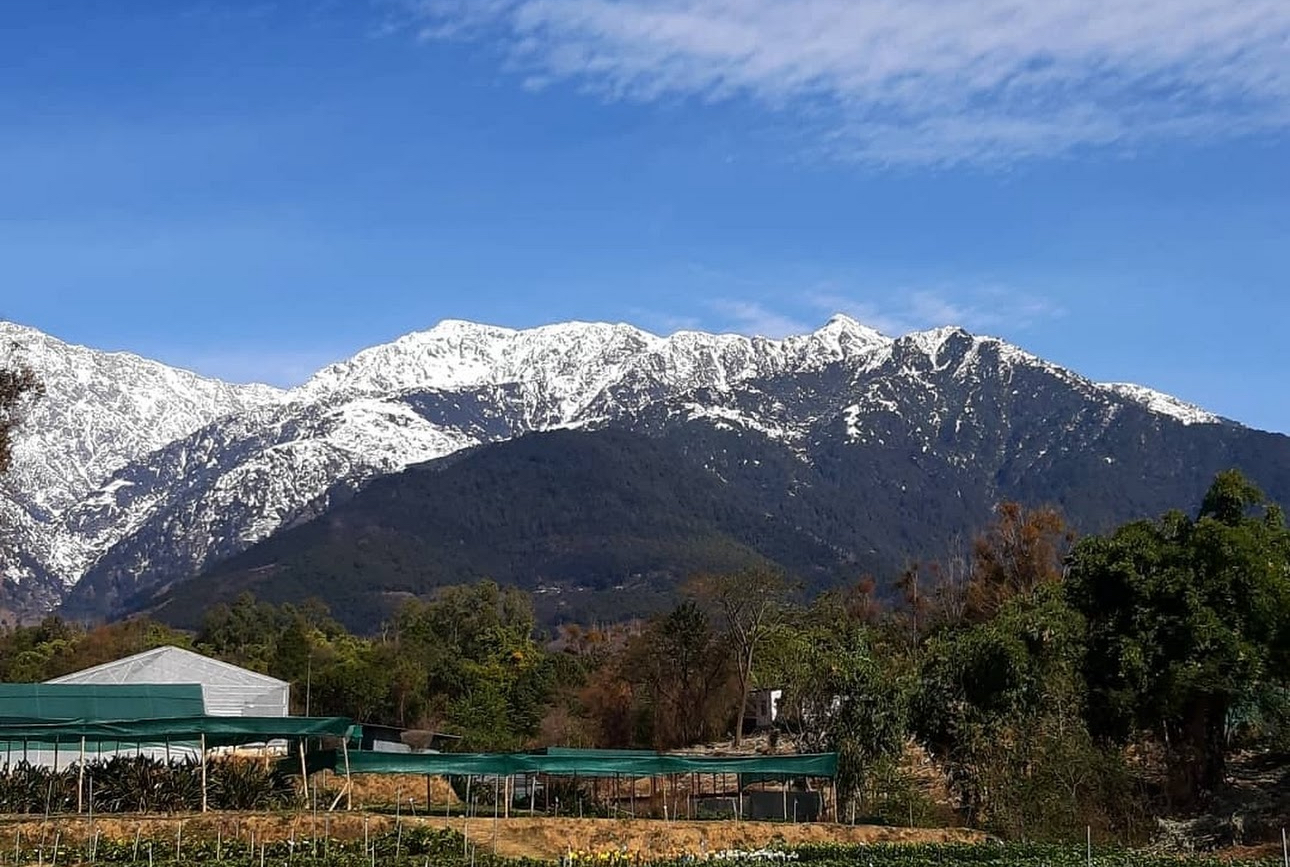 Palampur Tea Gardens