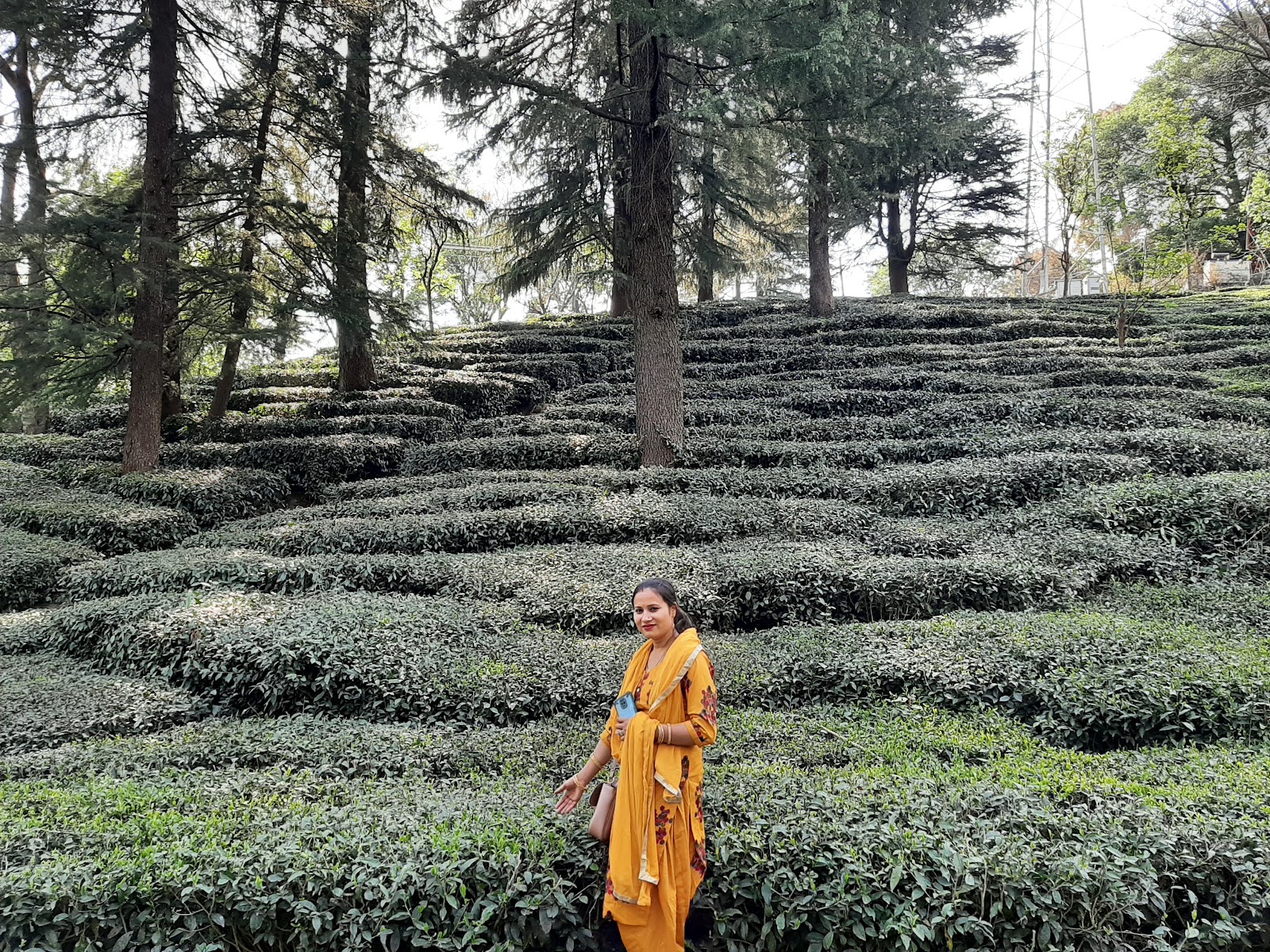 Palampur Tea Gardens