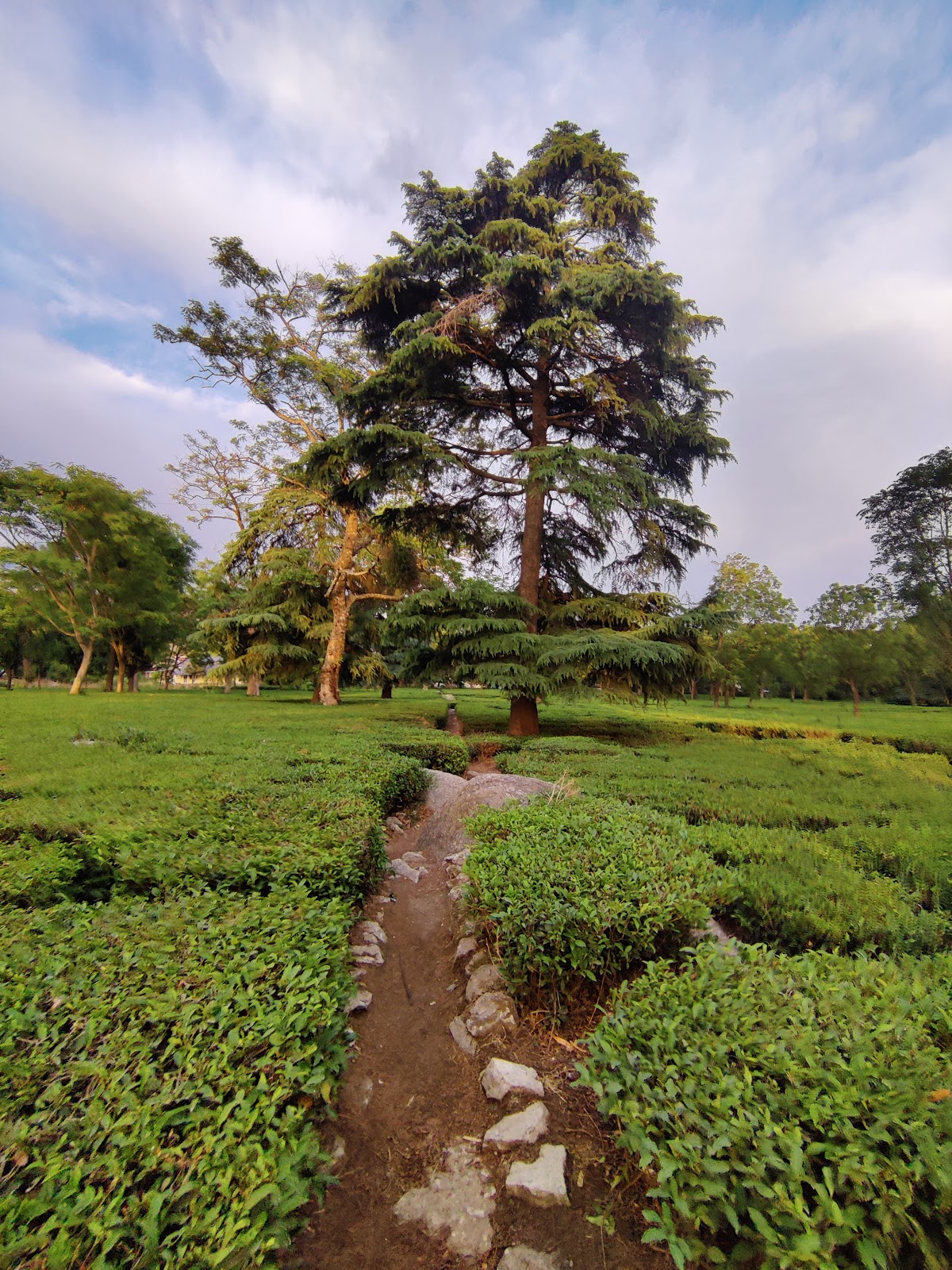 Palampur Tea Gardens
