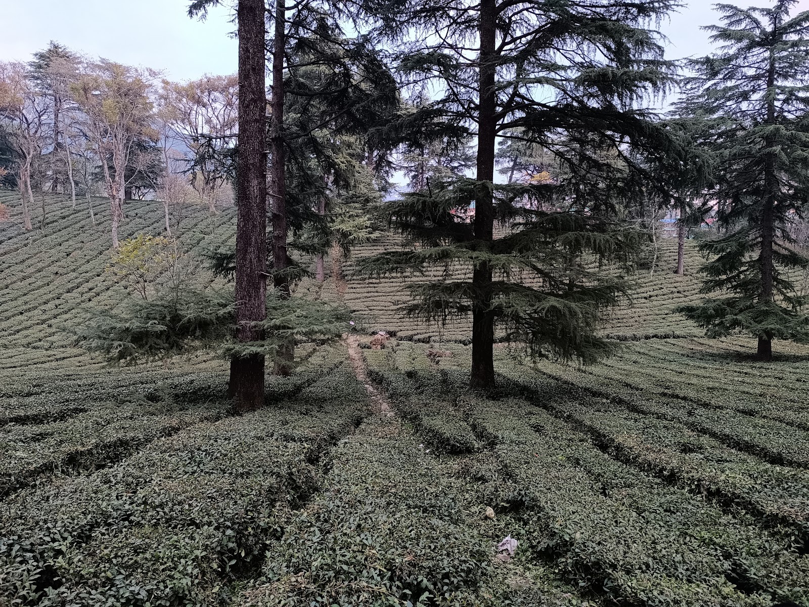 Palampur Tea Gardens