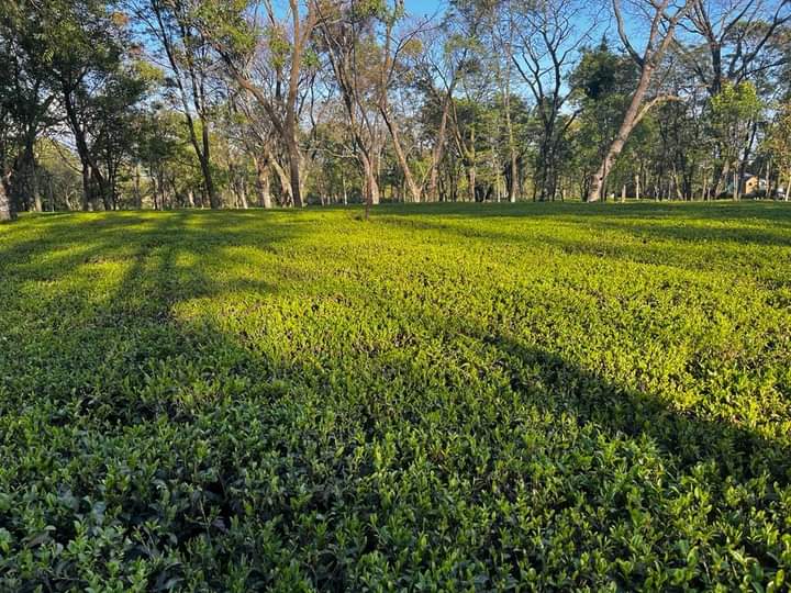 Palampur Tea Gardens