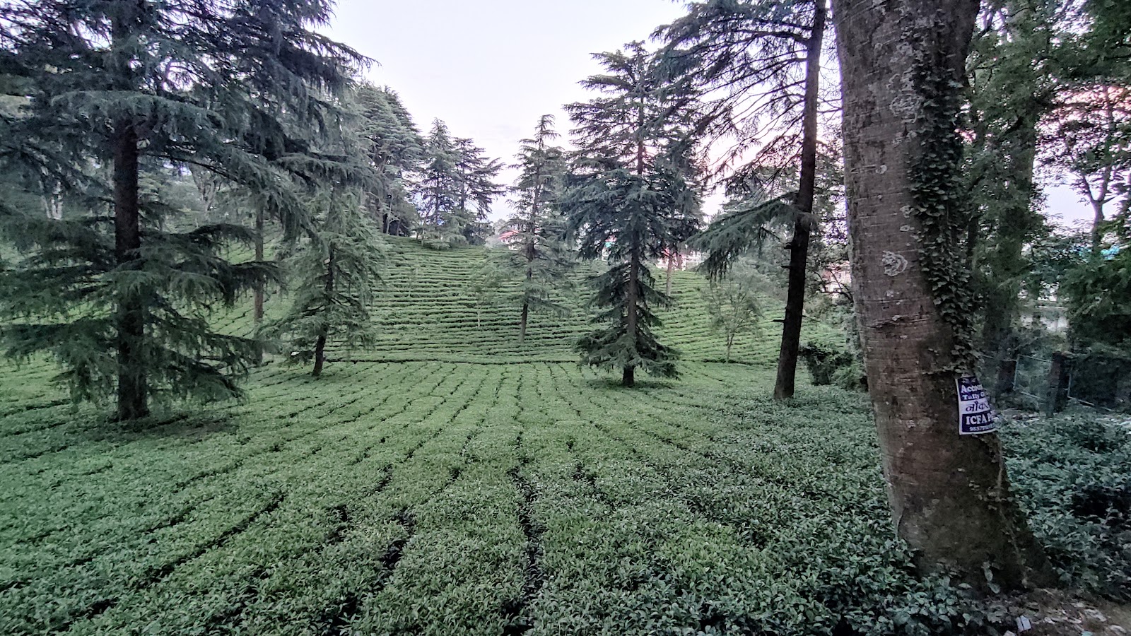 Palampur Tea Gardens