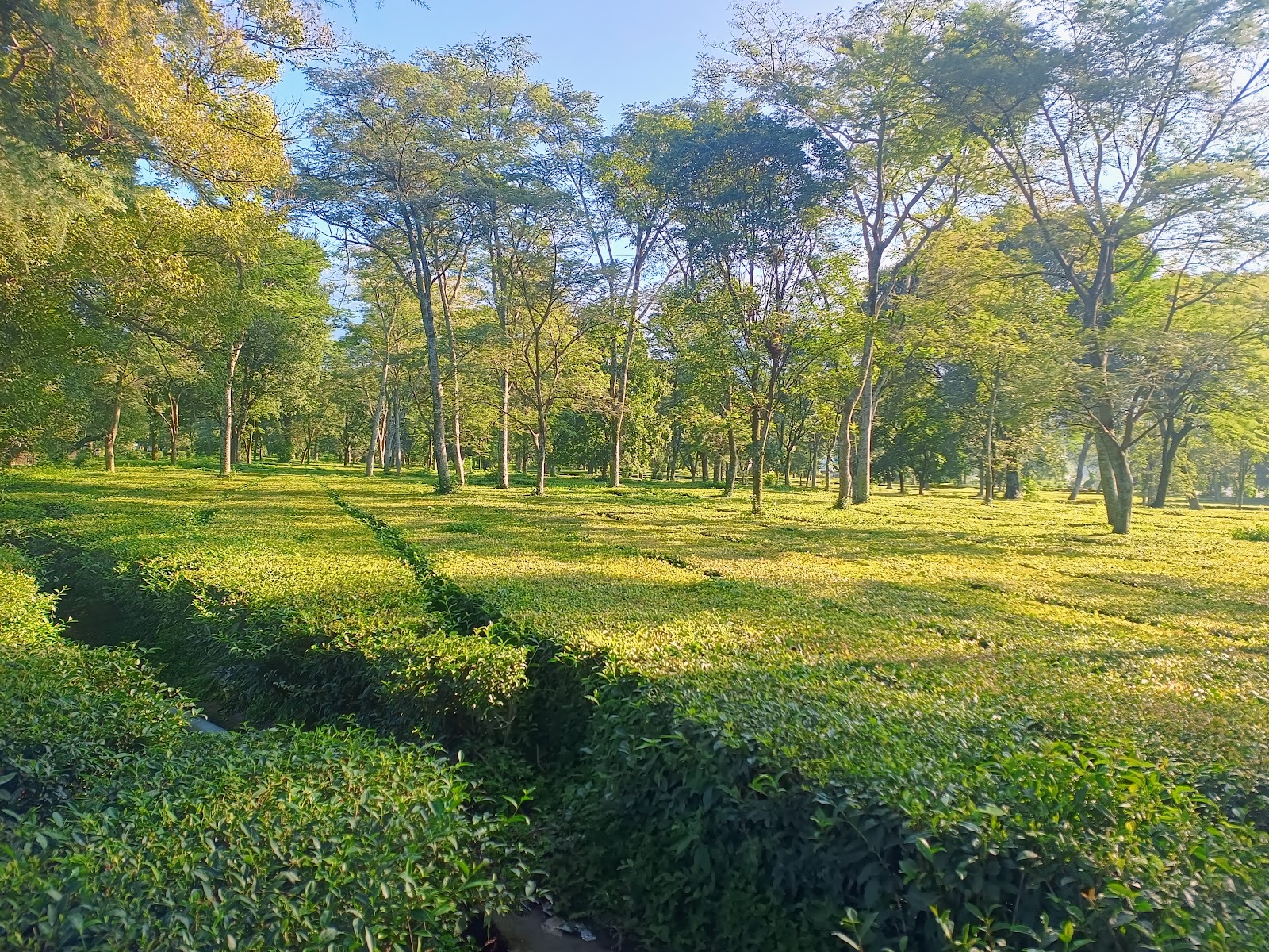 Palampur Tea Gardens